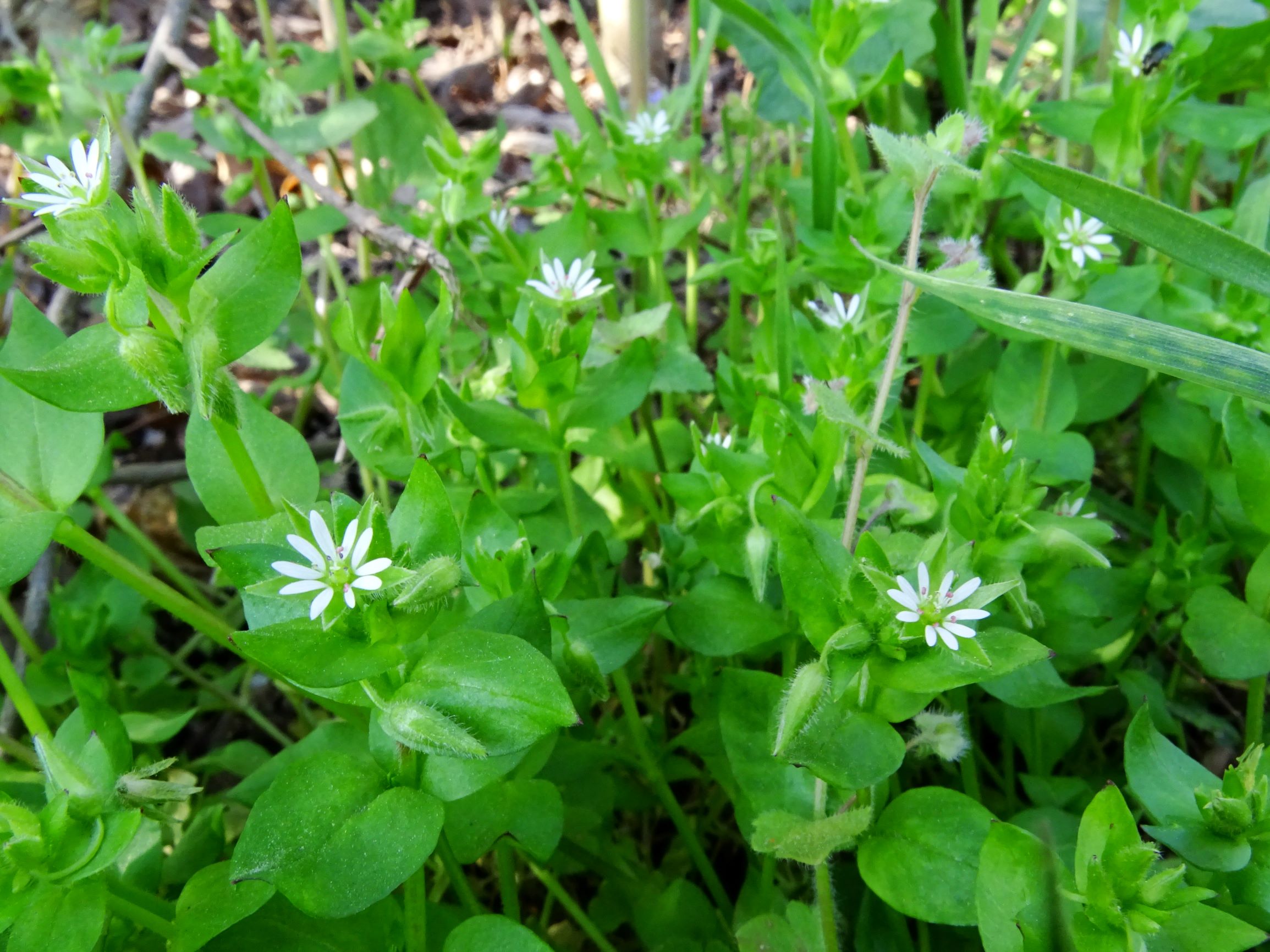 DSC06505 stellaria ruderalis eingg thenau.JPG