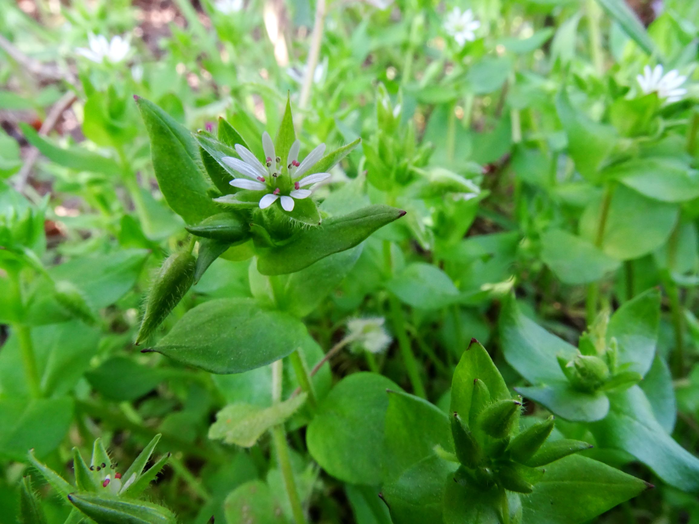 DSC06508 stellaria ruderalis eingg thenau.JPG