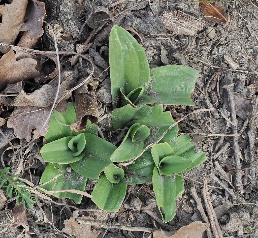 k-Orchis simia Blätter.JPG