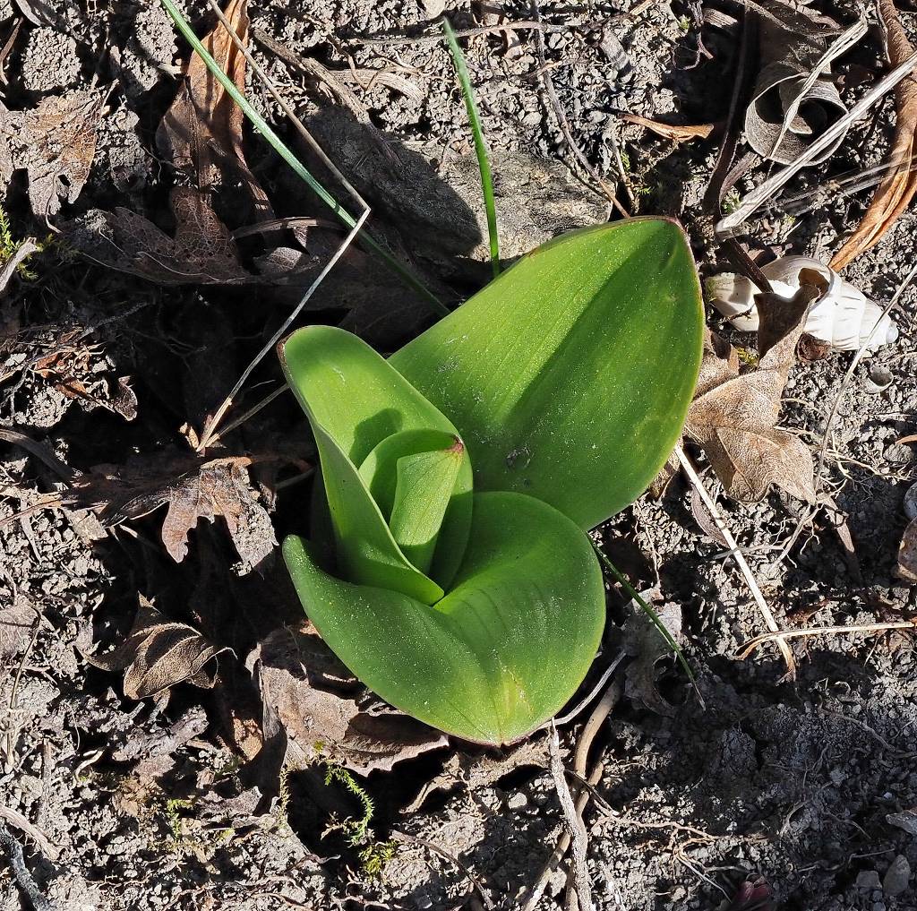 k-Purpur Orchis Blätter.JPG
