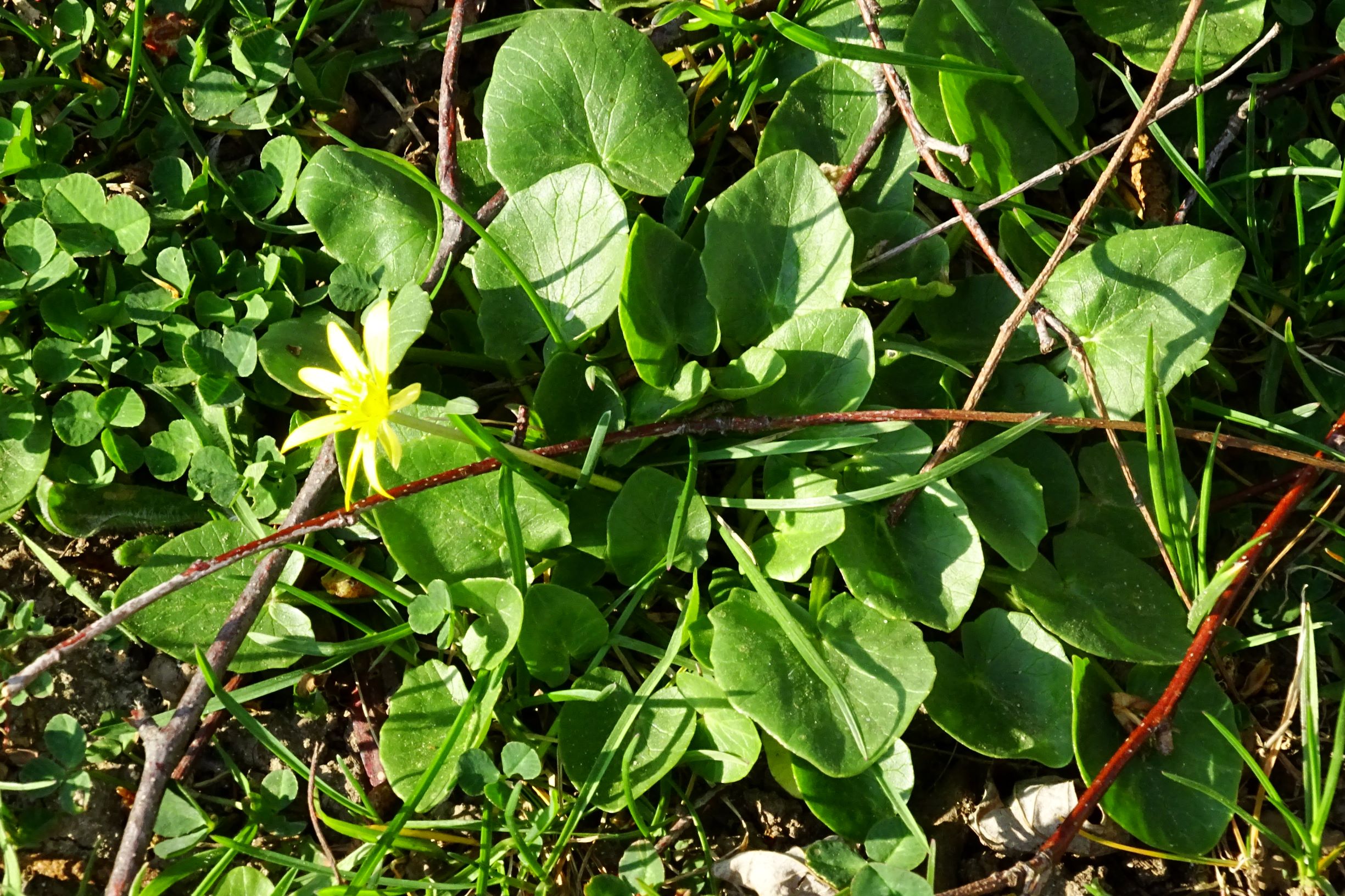 DSC06178 bb-dorf ficaria calthifolia blüh-ende.JPG