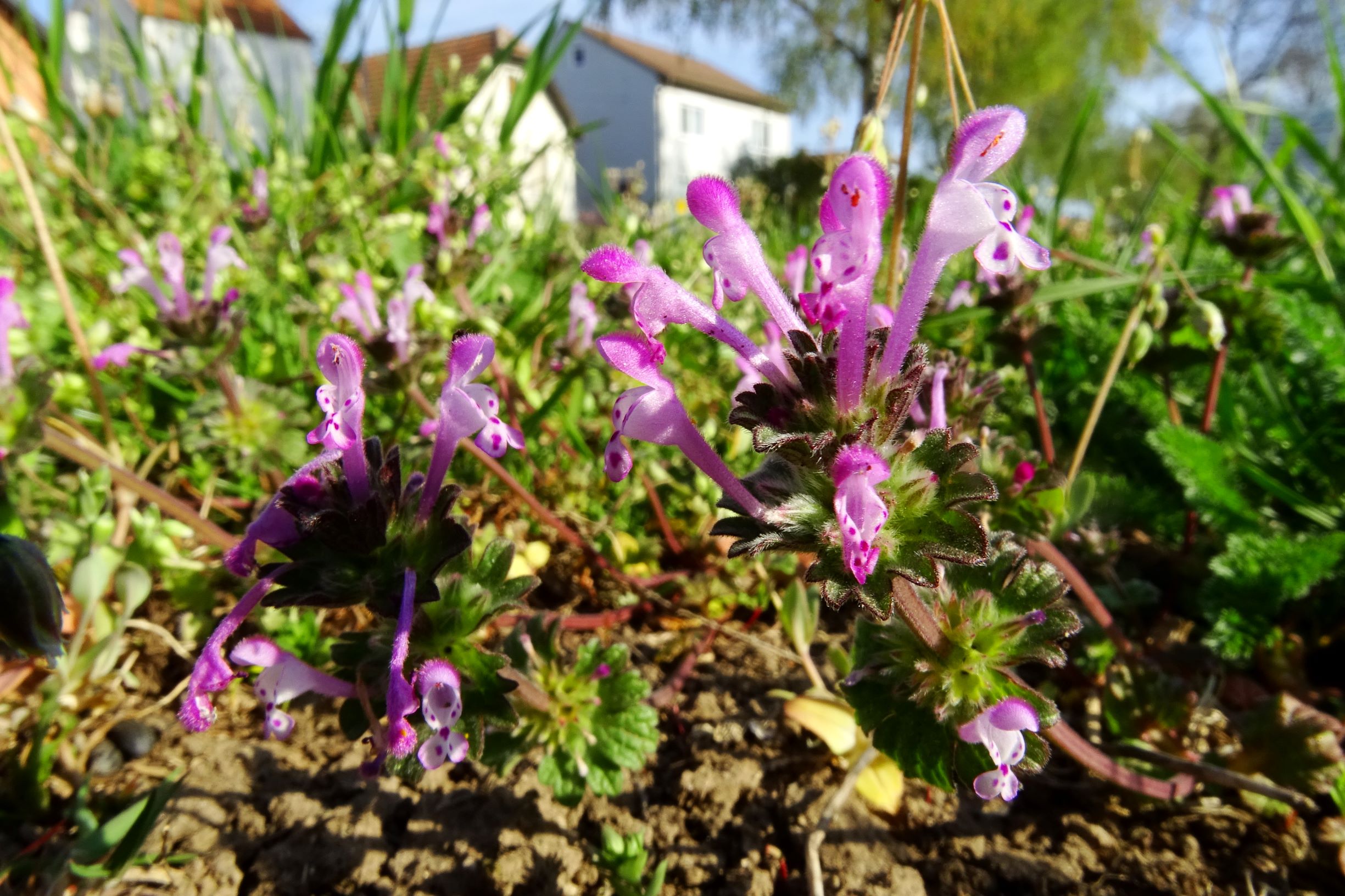 bb-dorf lamium amplexicaule.JPG