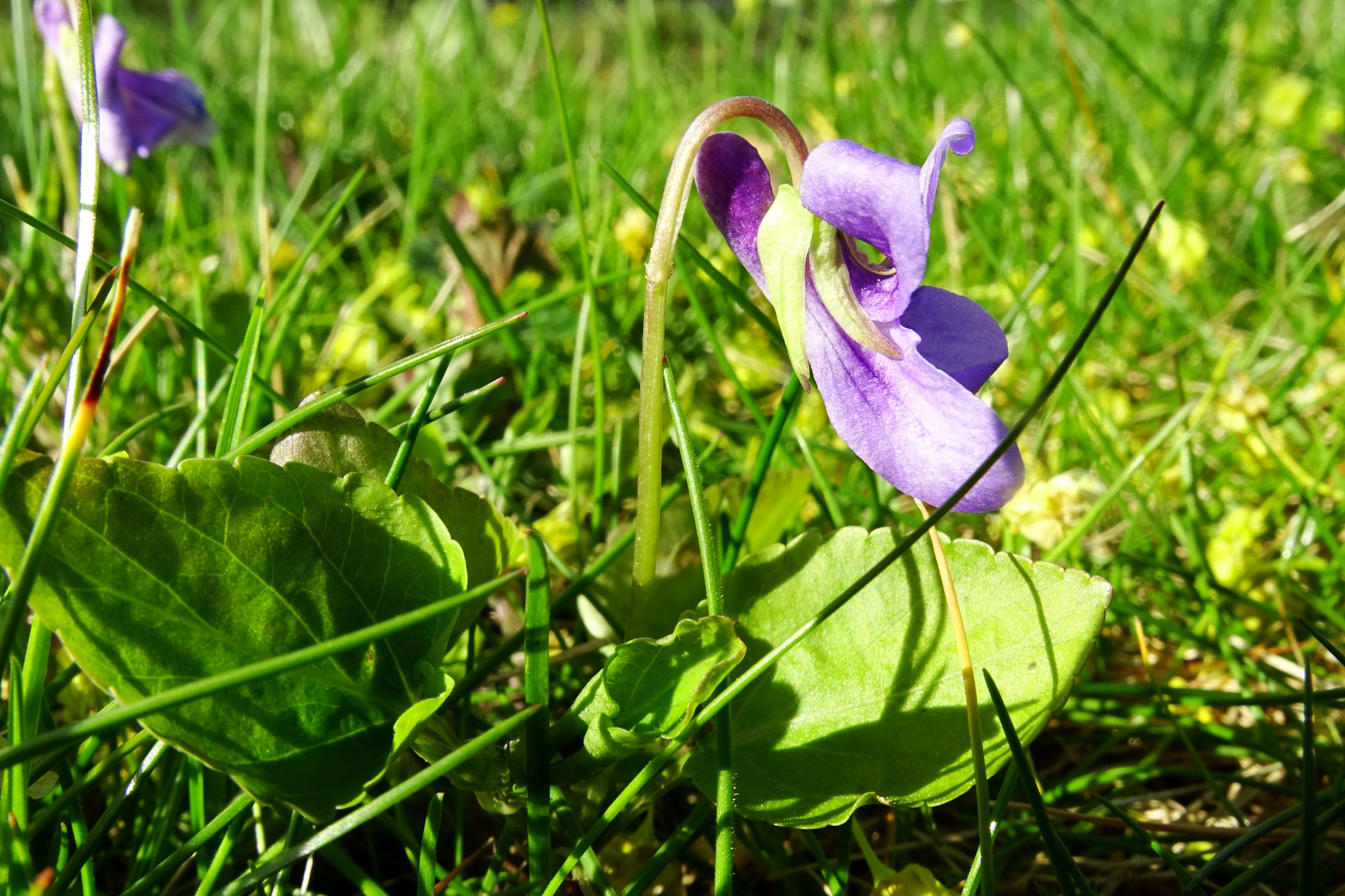 DSC06290 bb-dorf viola (cf.) reichenbachiana.JPG