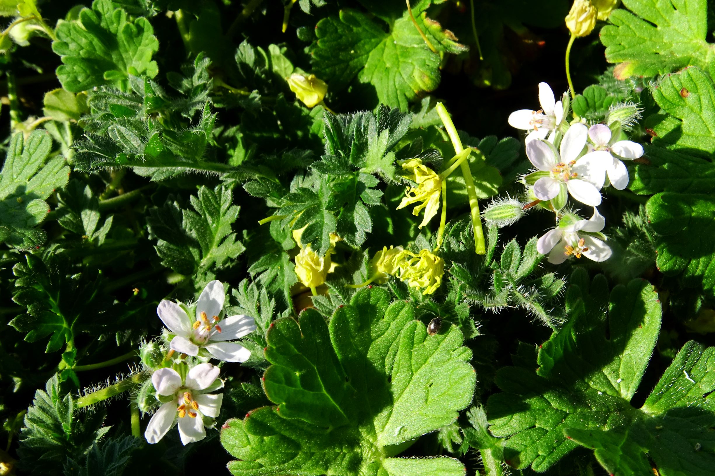 DSC06308 bb-dorf erodium cicutarium.JPG