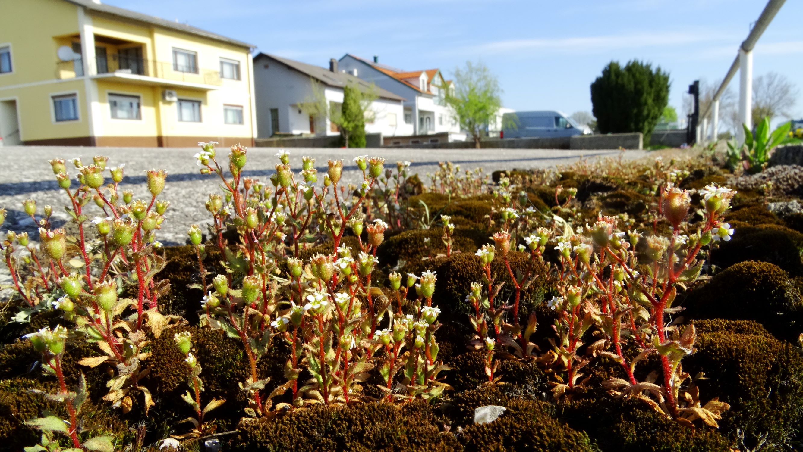 DSC06392 bb-dorf saxifraga tridactylites.JPG