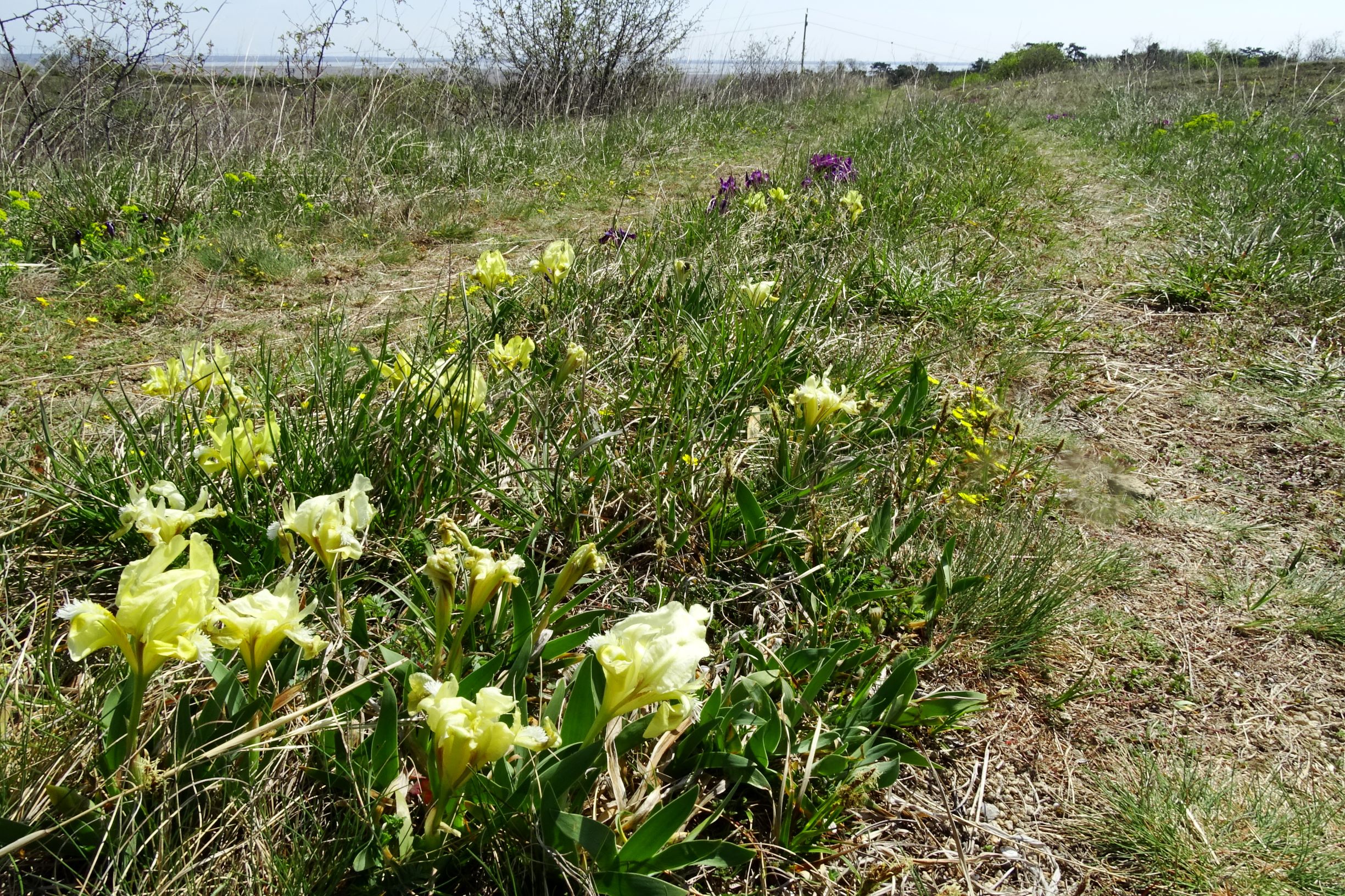 DSC06801 thenau, iris pumila.JPG