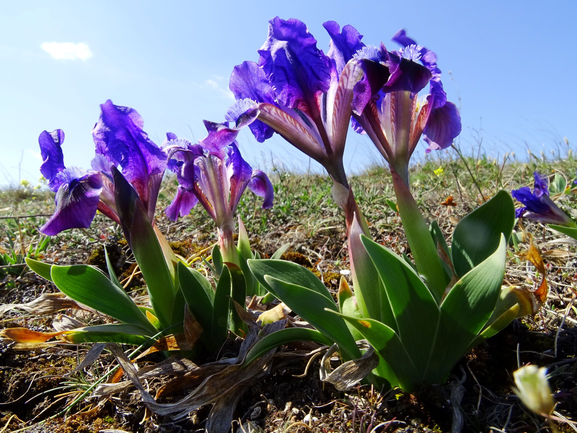 DSC06809 thenau, iris pumila.JPG