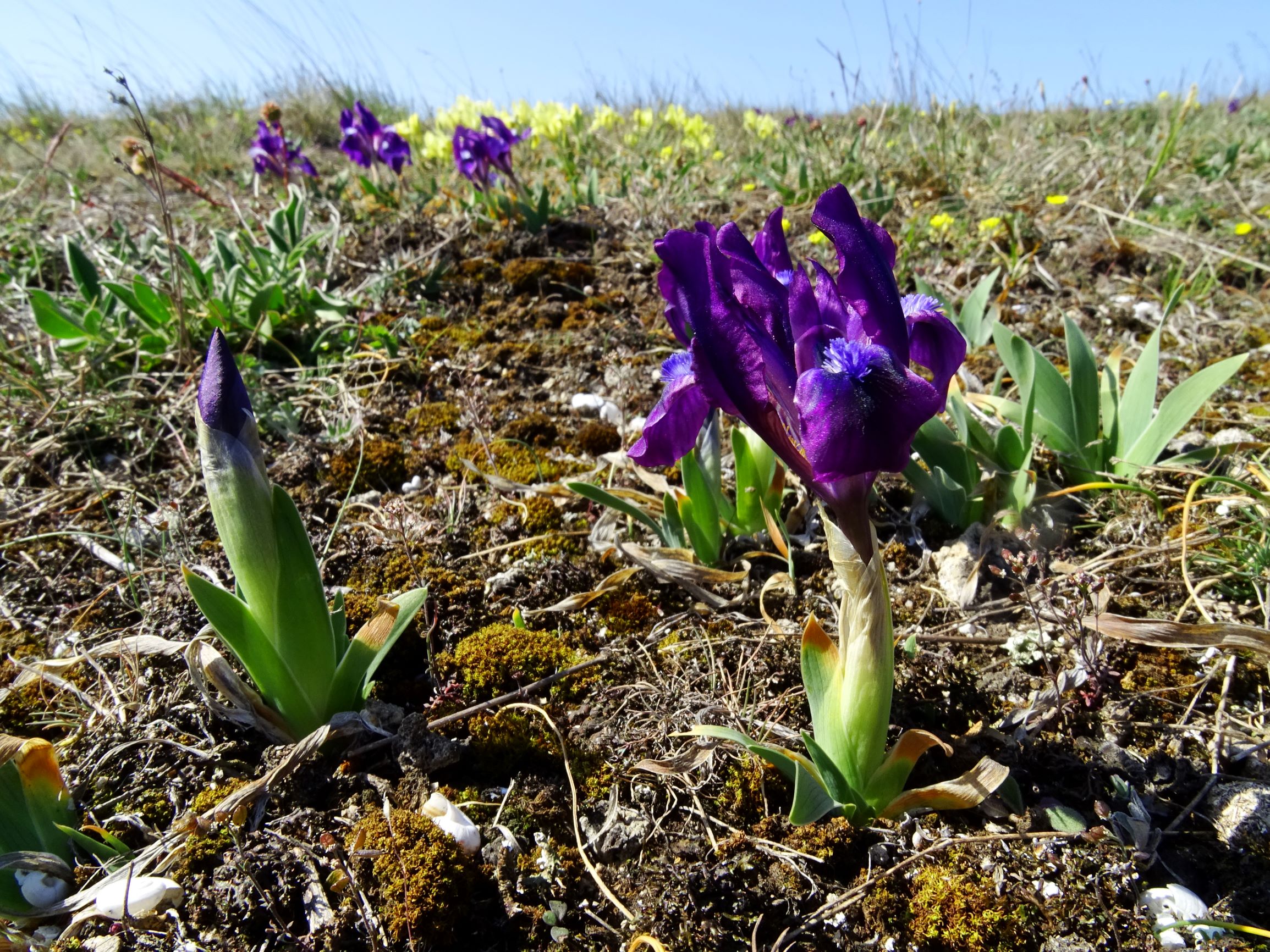 DSC06816 thenau, iris pumila, enorme trockenheit.JPG