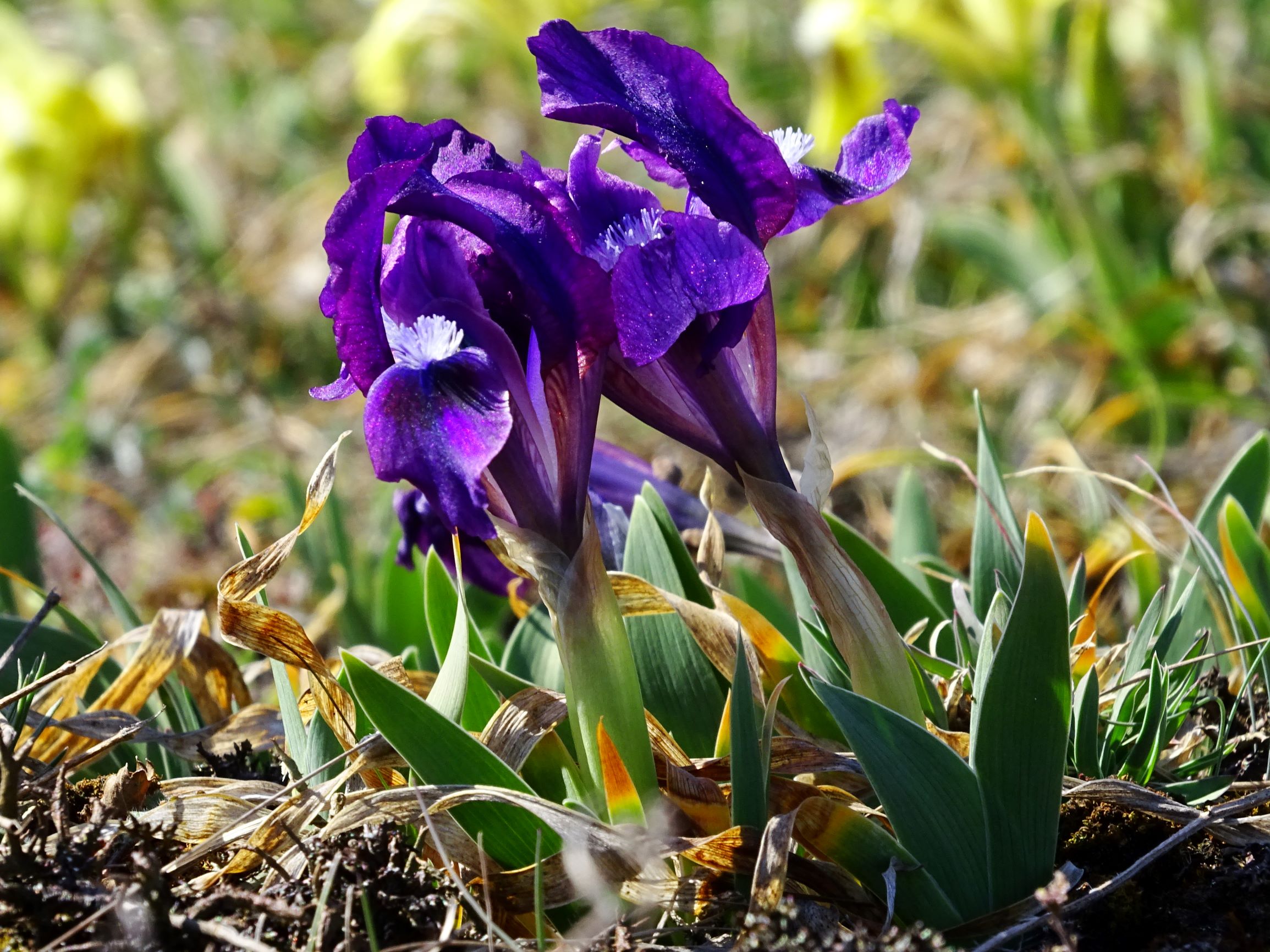 DSC06817 thenau, iris pumila.JPG