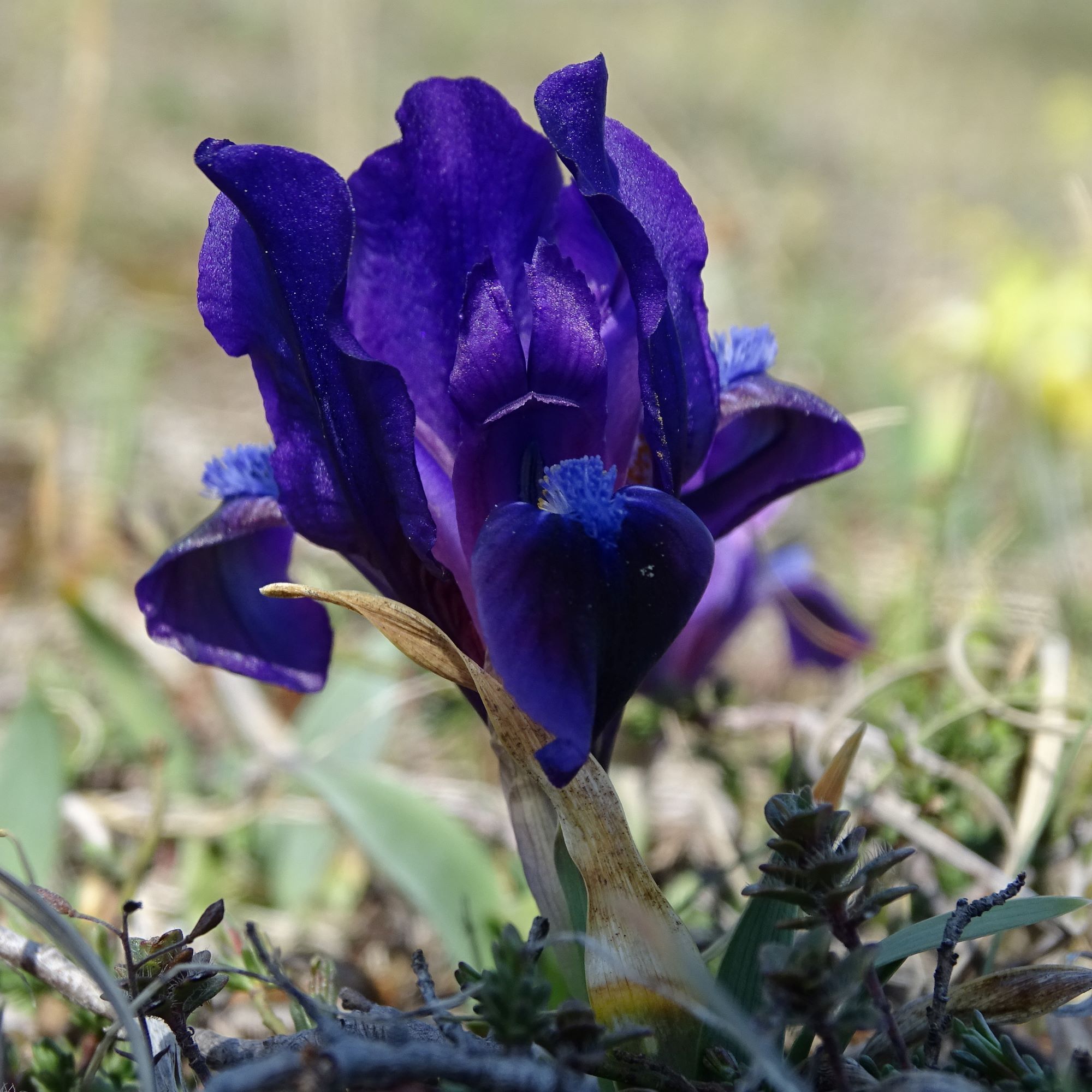 DSC06821 thenau, iris pumila.JPG