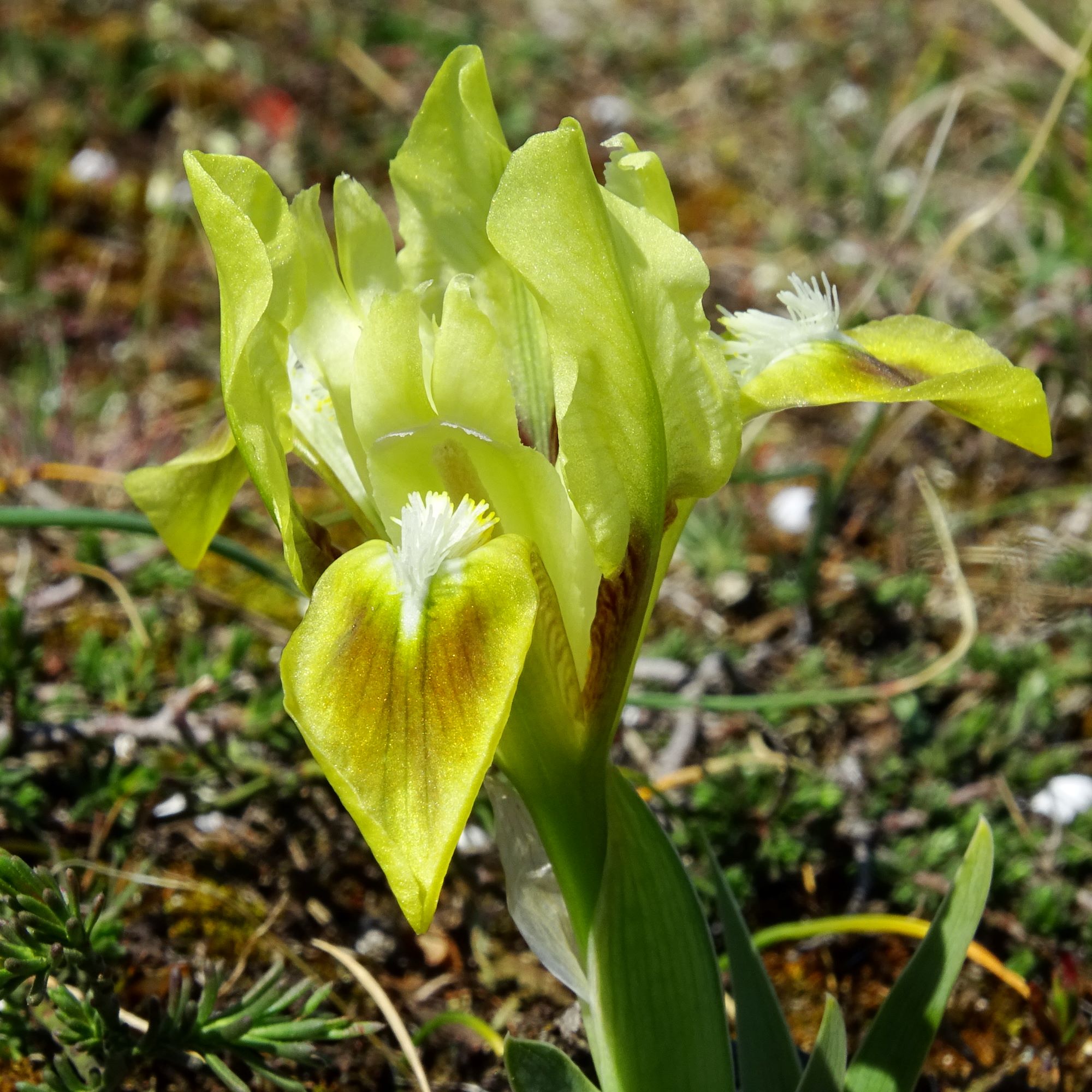 DSC06823 thenau, iris pumila.JPG