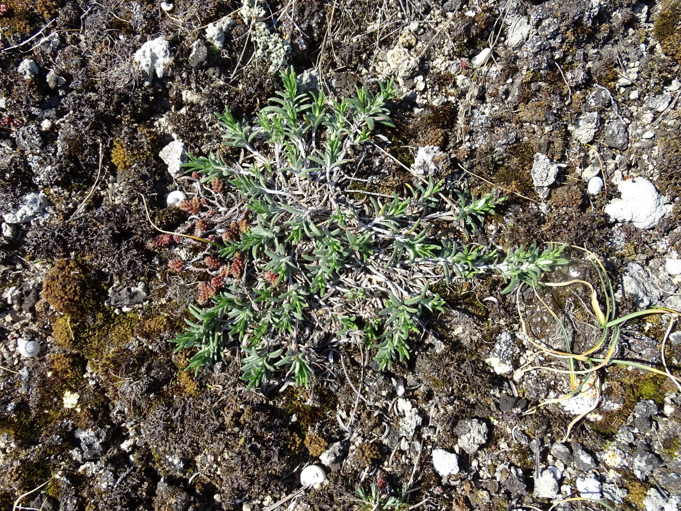 DSC06828 cf. Fumana procumbens, Ornithogalum pannonicum, Sedum sexangulare.JPG