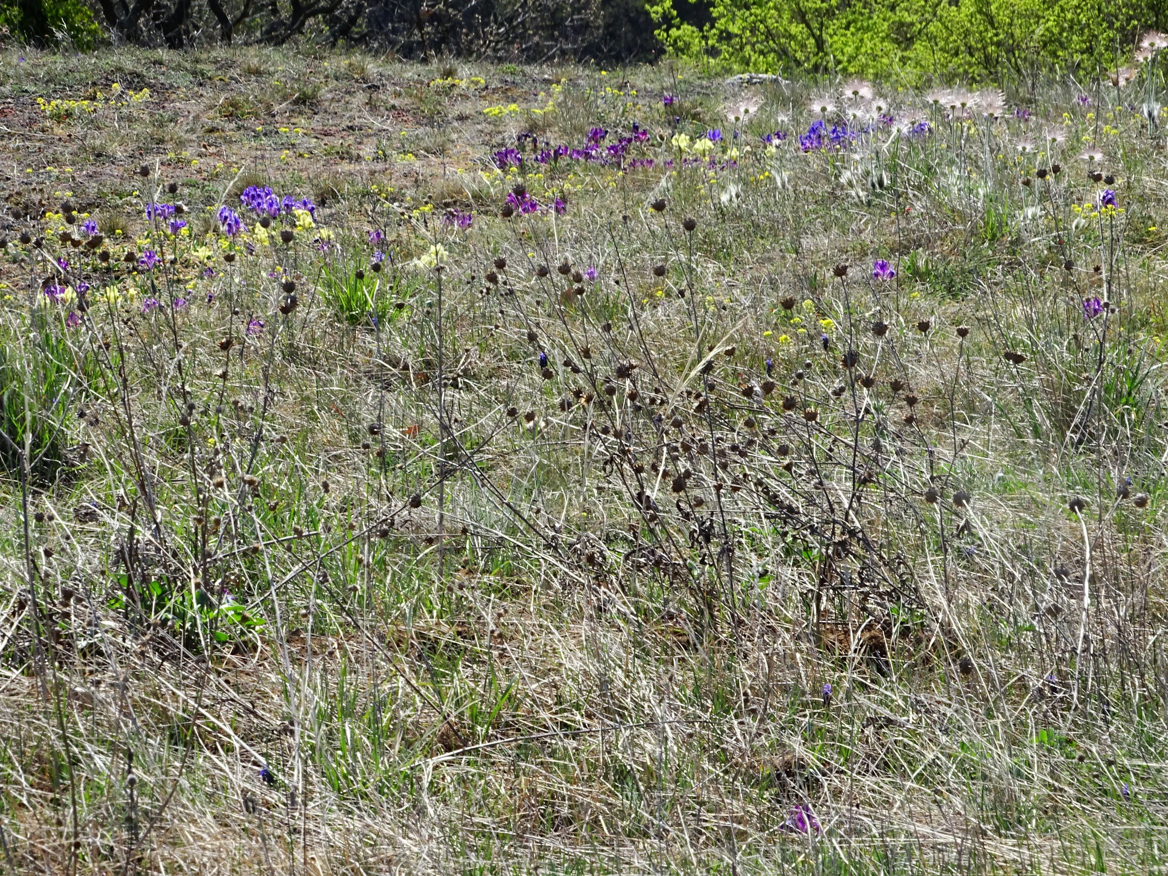 DSC06830 thenau, centaurea scabiosa, iris pumila, pulsatilla sp..JPG