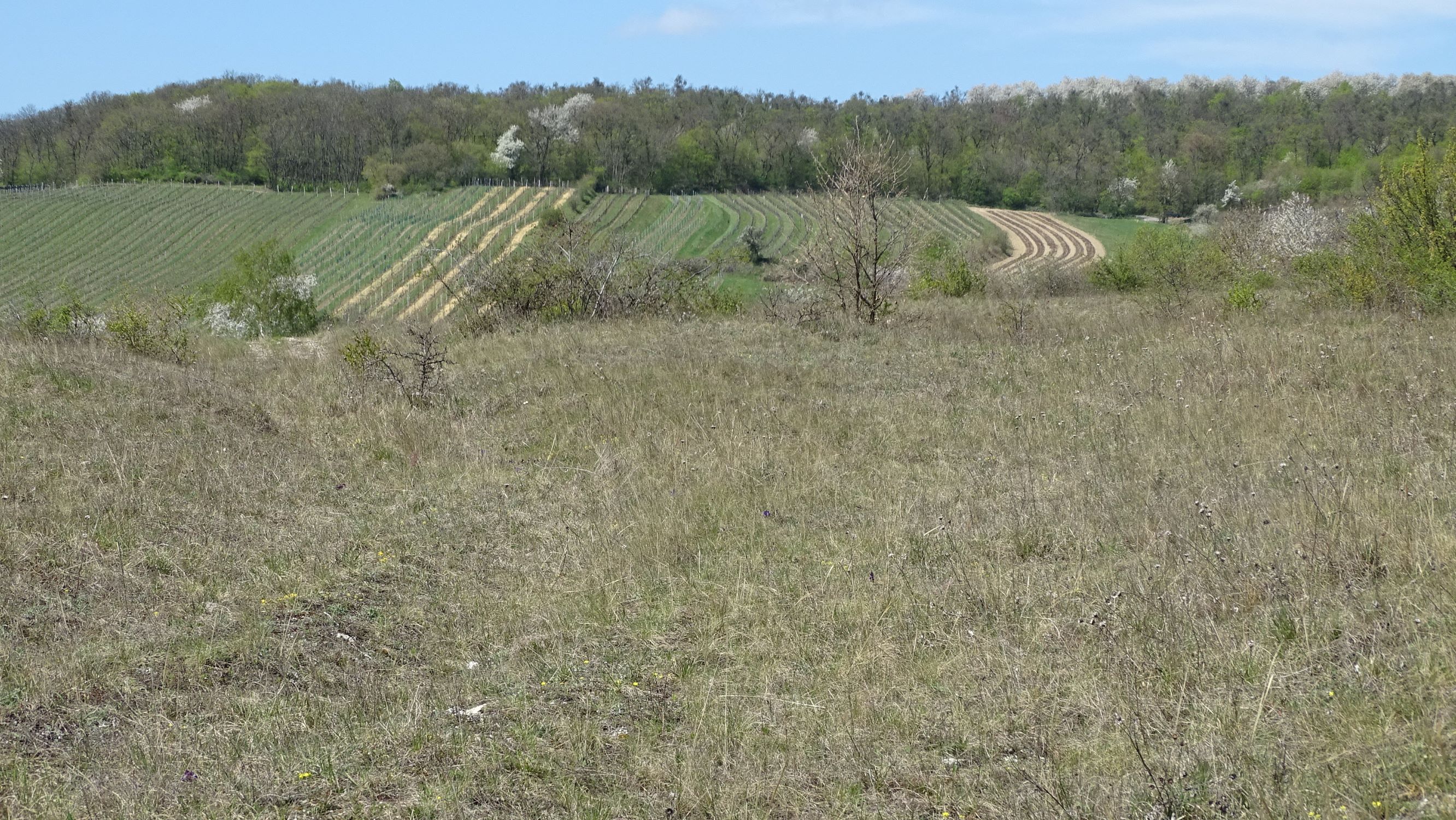 DSC06839 thenau, dürre und kirschblüte.JPG