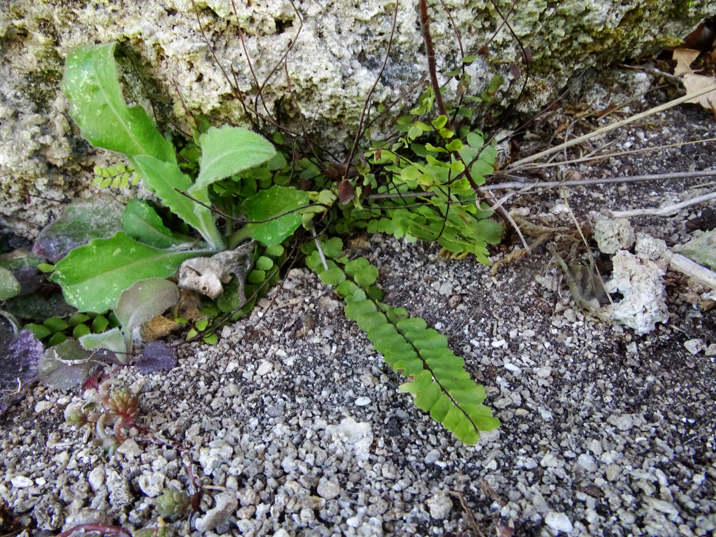 DSC06862 thenau, pseudoturritis turrita, asplenium trichomanes.JPG