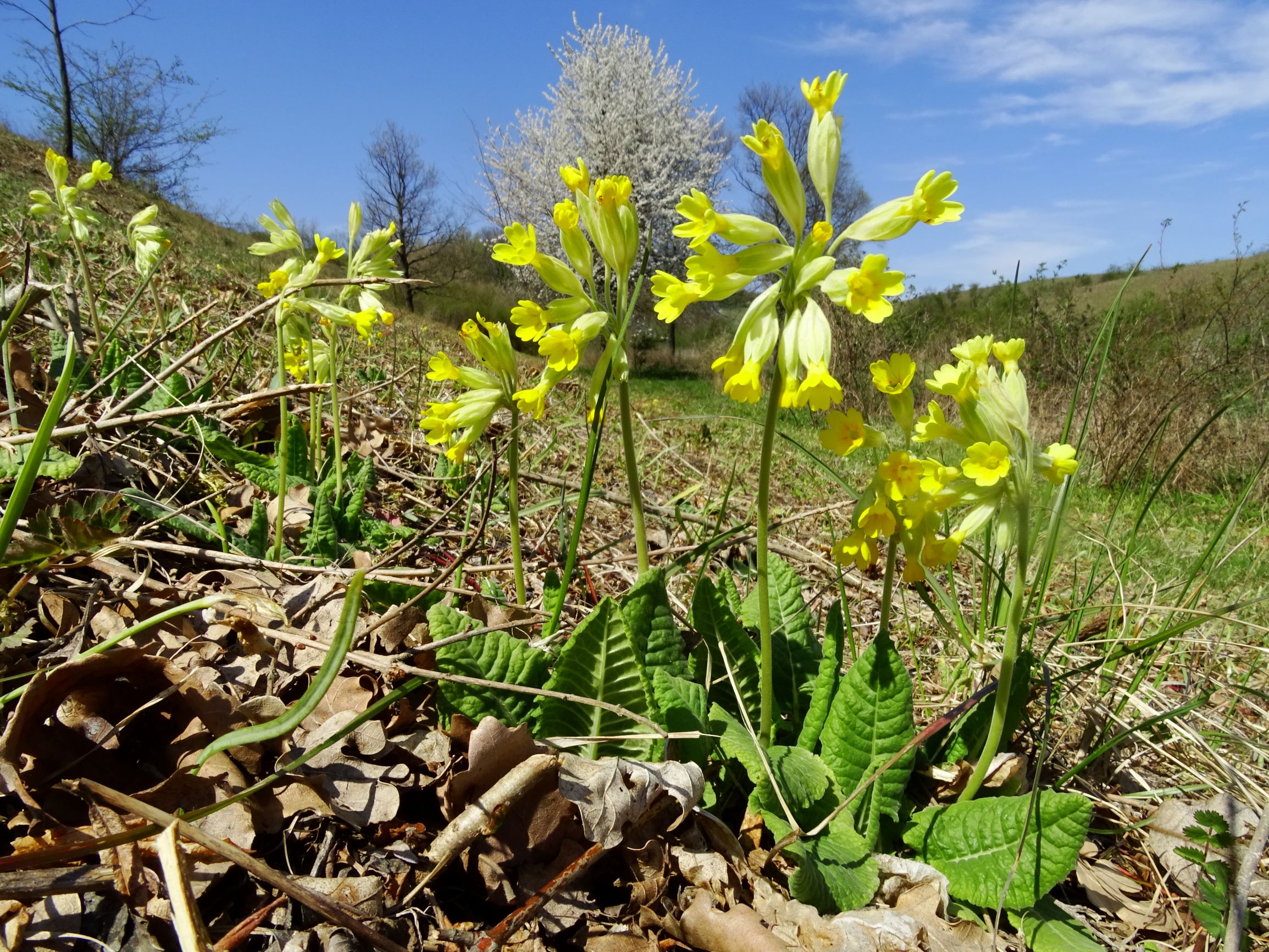 DSC06867 thenau, primula veris.JPG