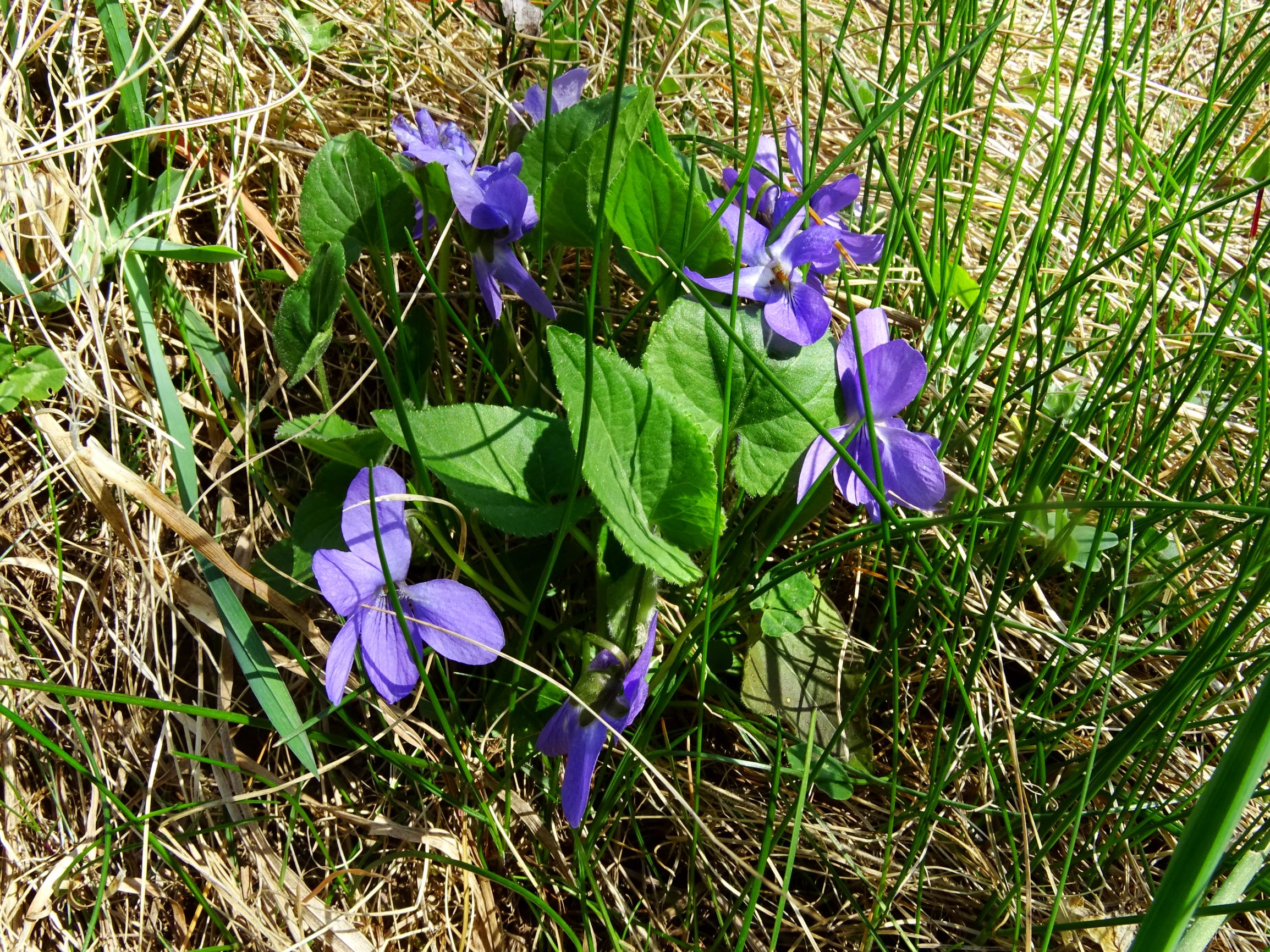 DSC06898 thenau, viola hirta.JPG