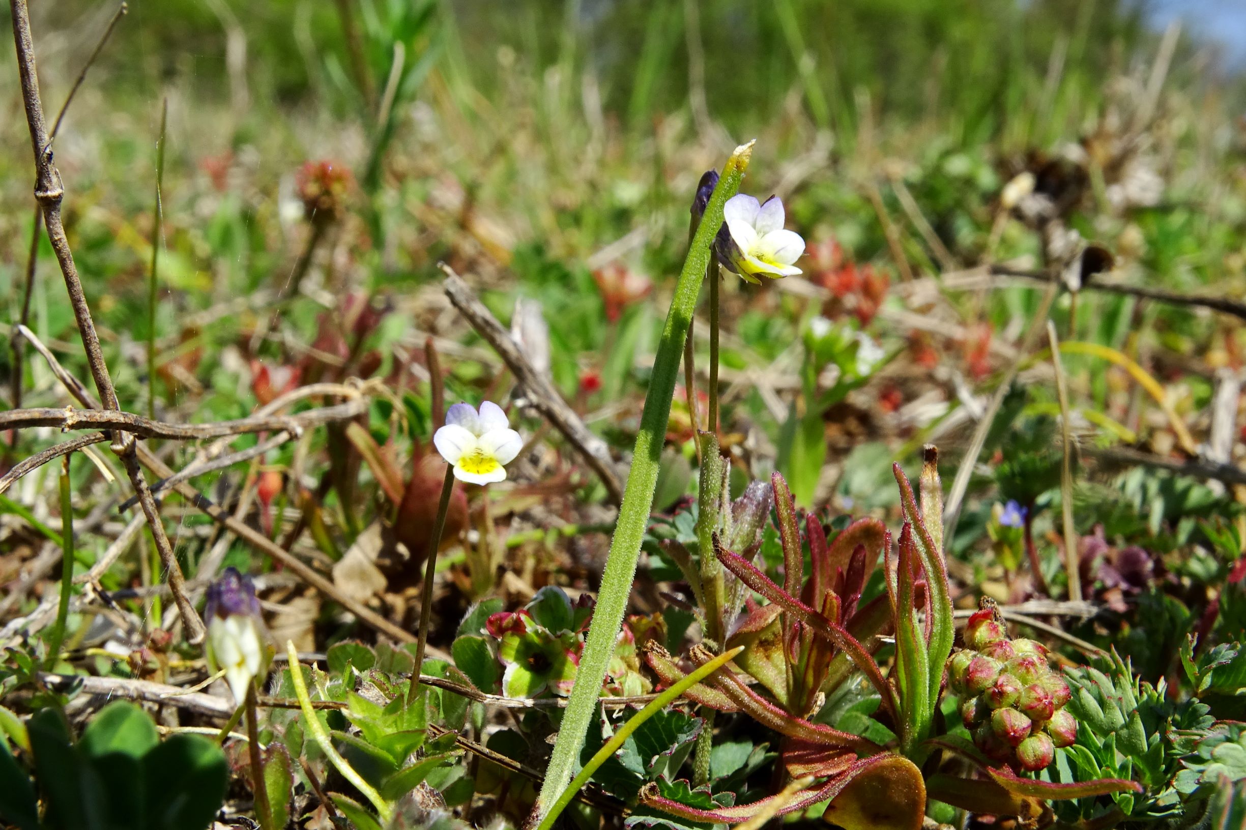 DSC06659 viola kitaibeliana.JPG