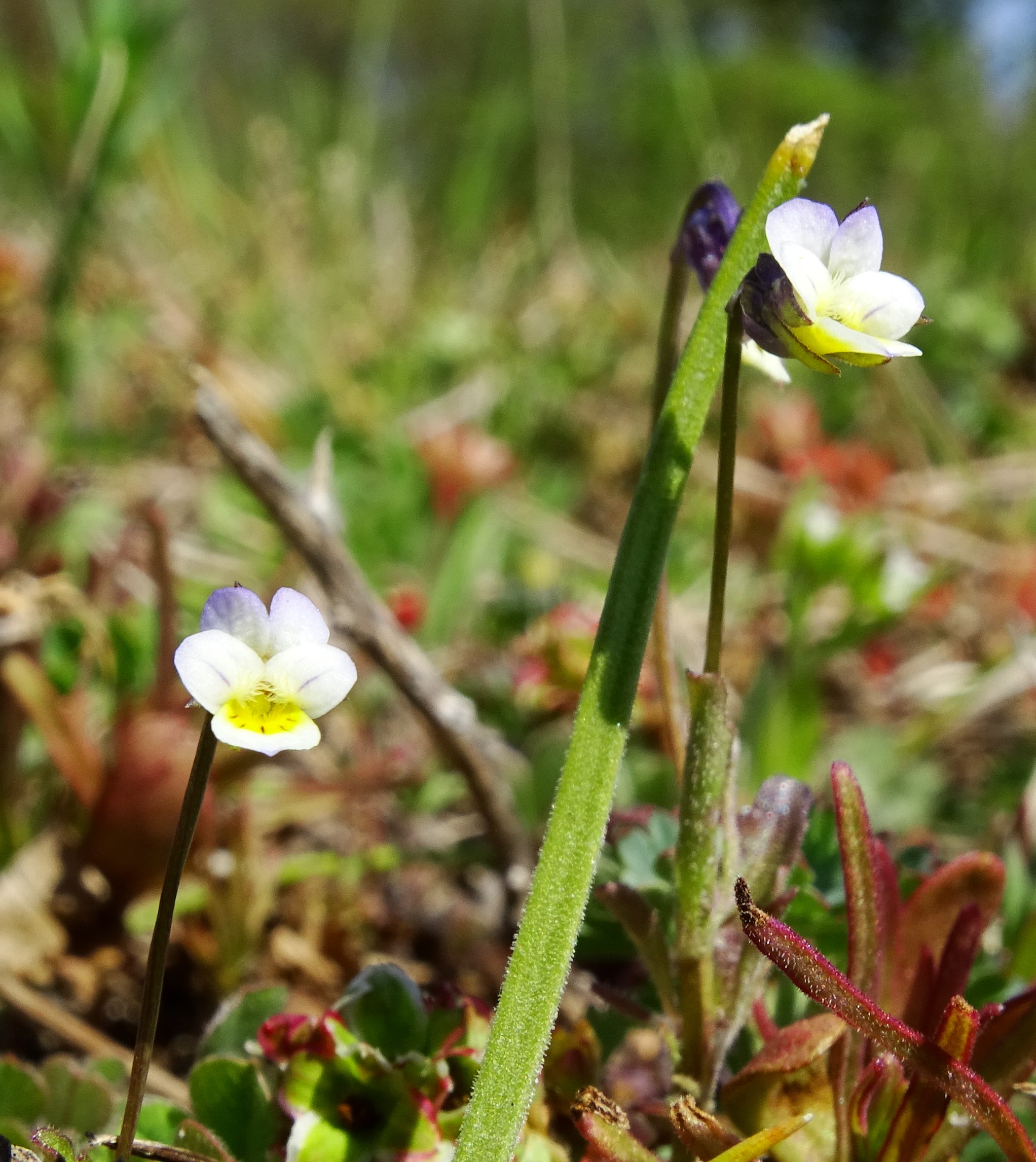 DSC06660 viola kitaibeliana.JPG