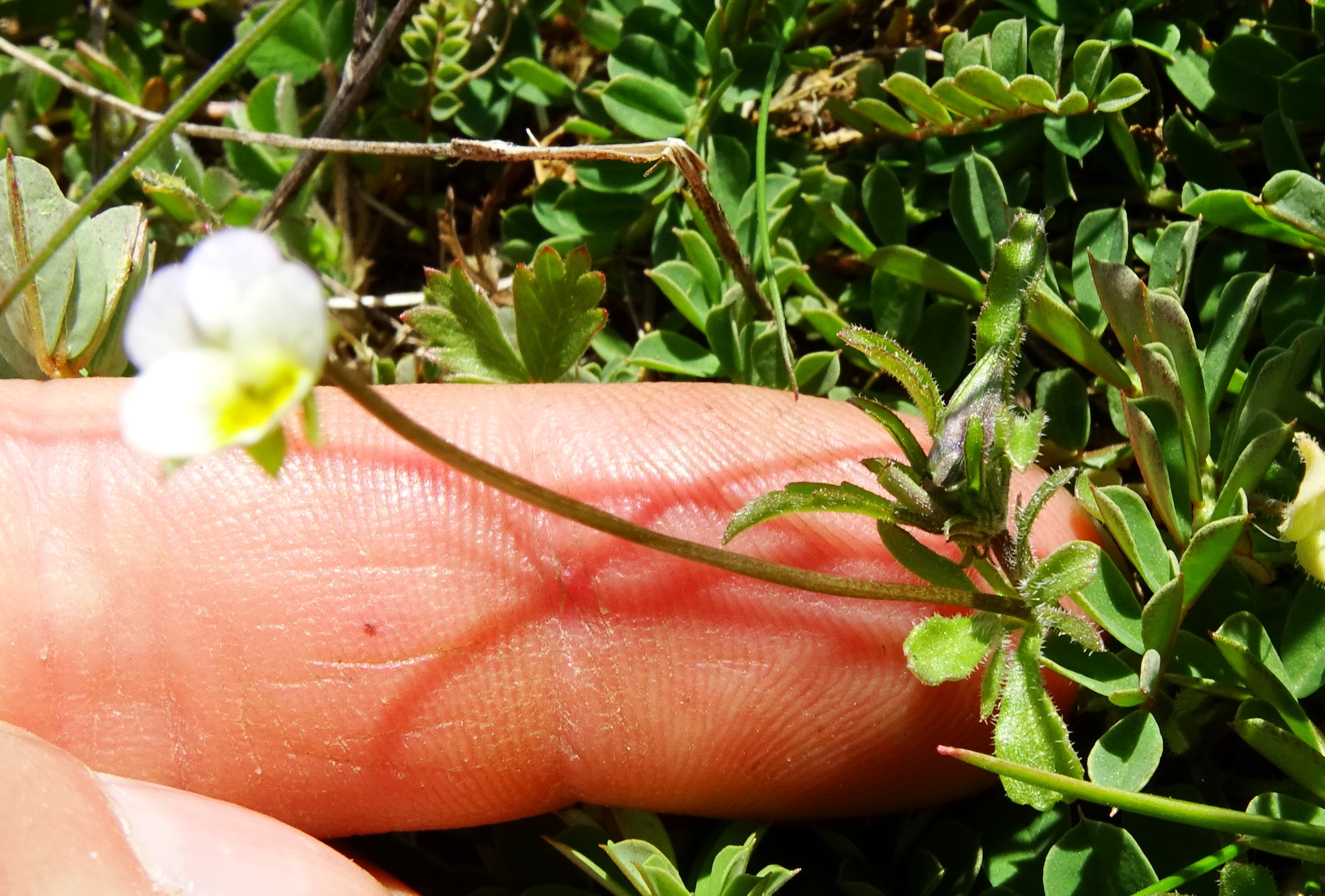DSC06669 viola kitaibeliana.JPG