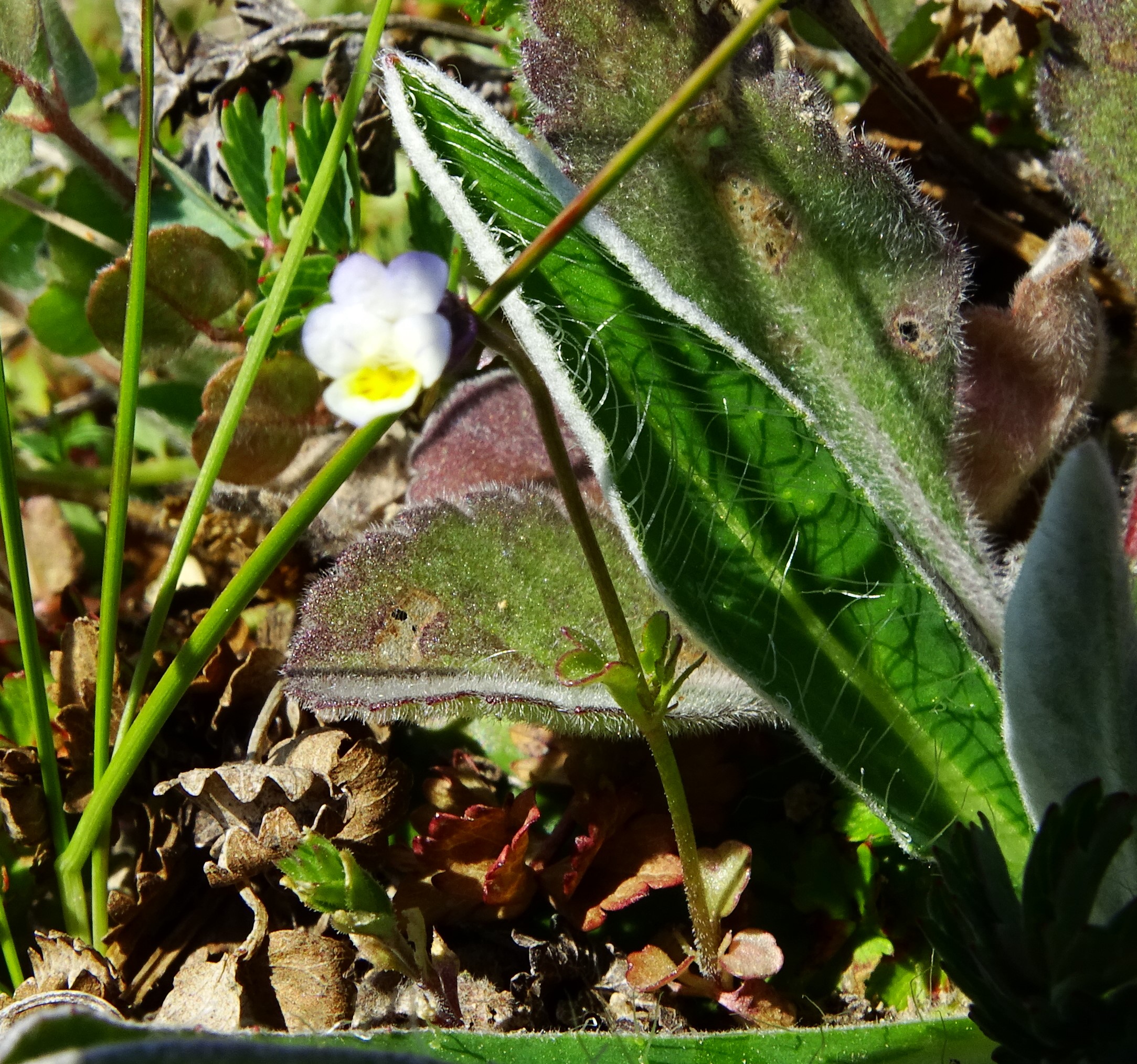 DSC06676 viola kitaibeliana.JPG