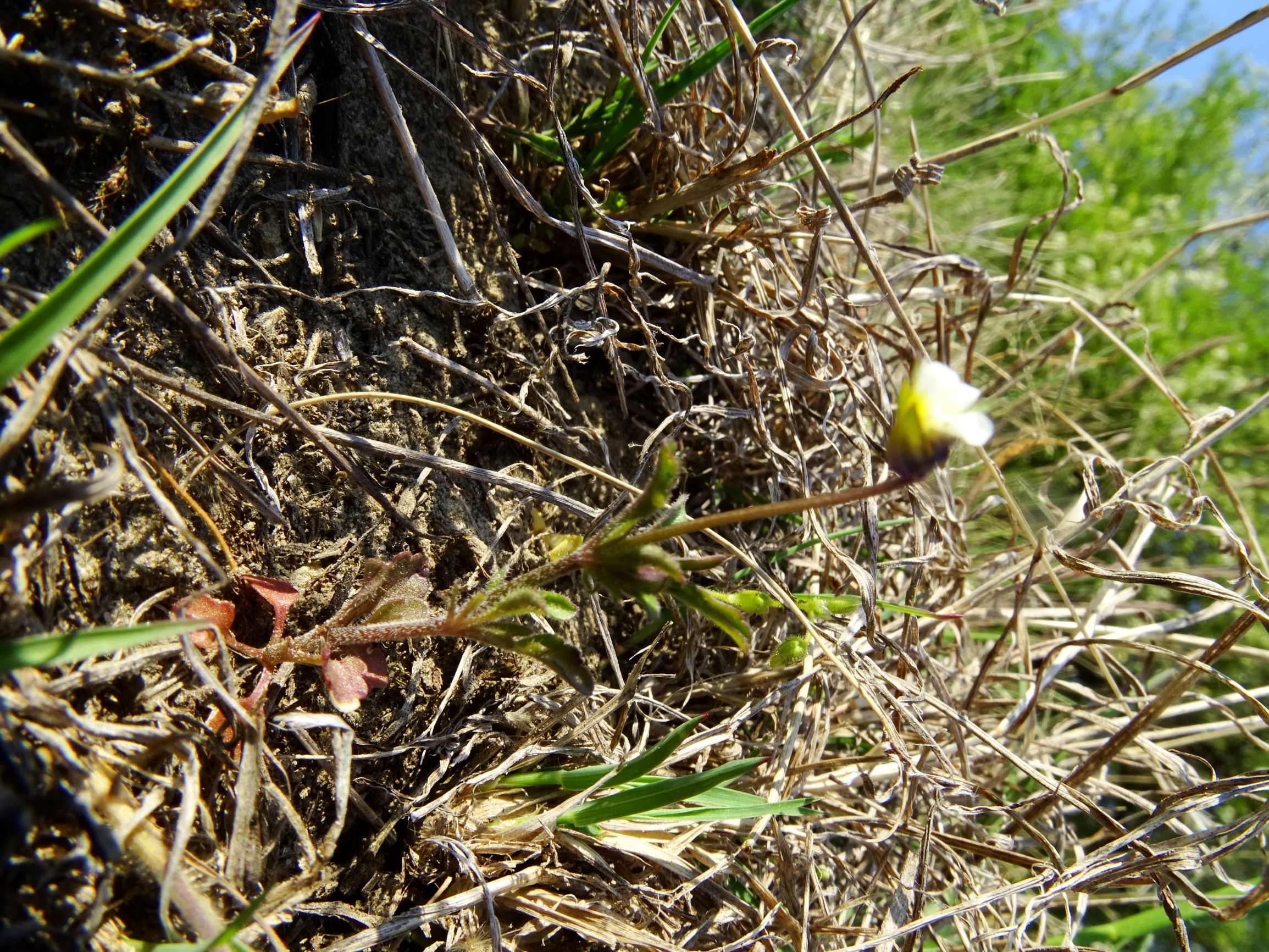 DSC07308 viola kitaibeliana.JPG