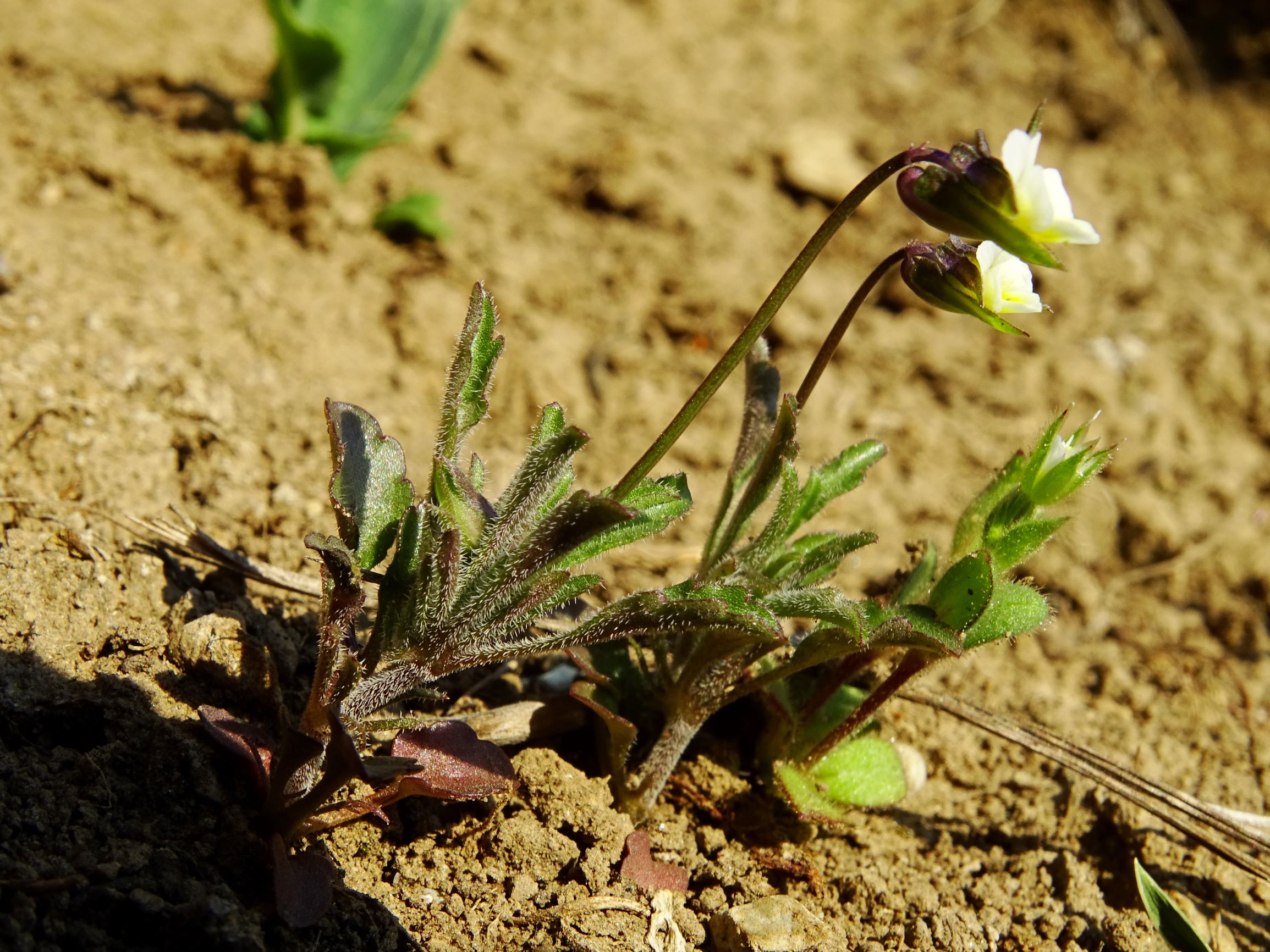 DSC07319 viola kitaibeliana.JPG
