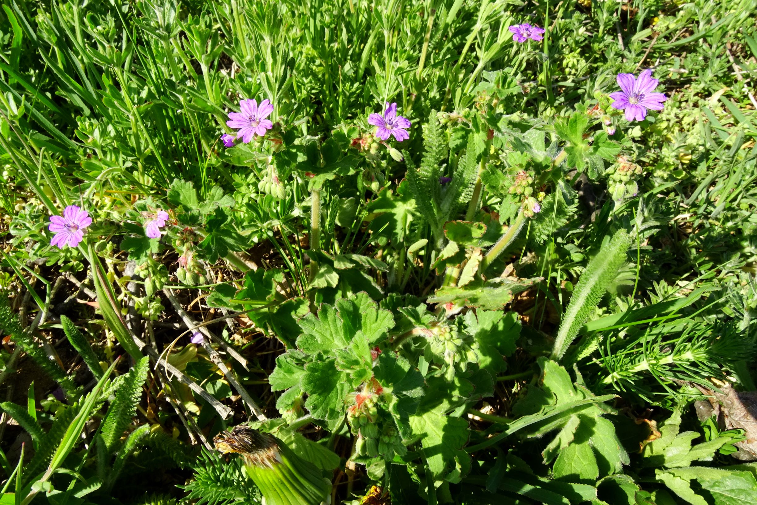 DSC07211 geranium pyrenaicum spitzerberg.JPG