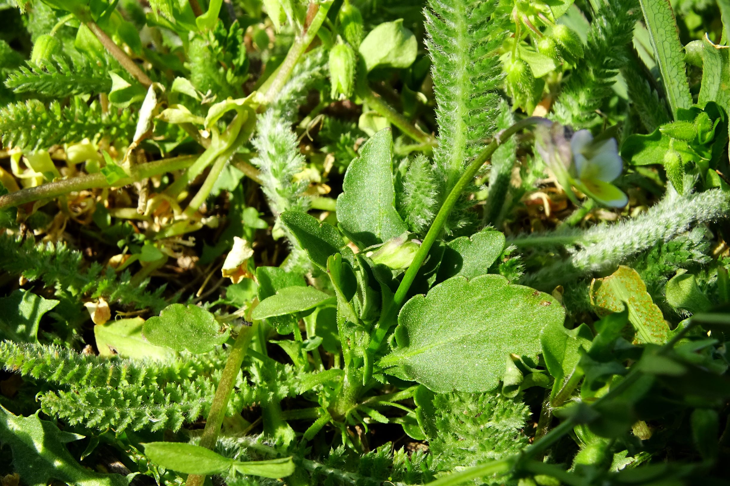 DSC07232 viola kitaibeliana weiga.JPG