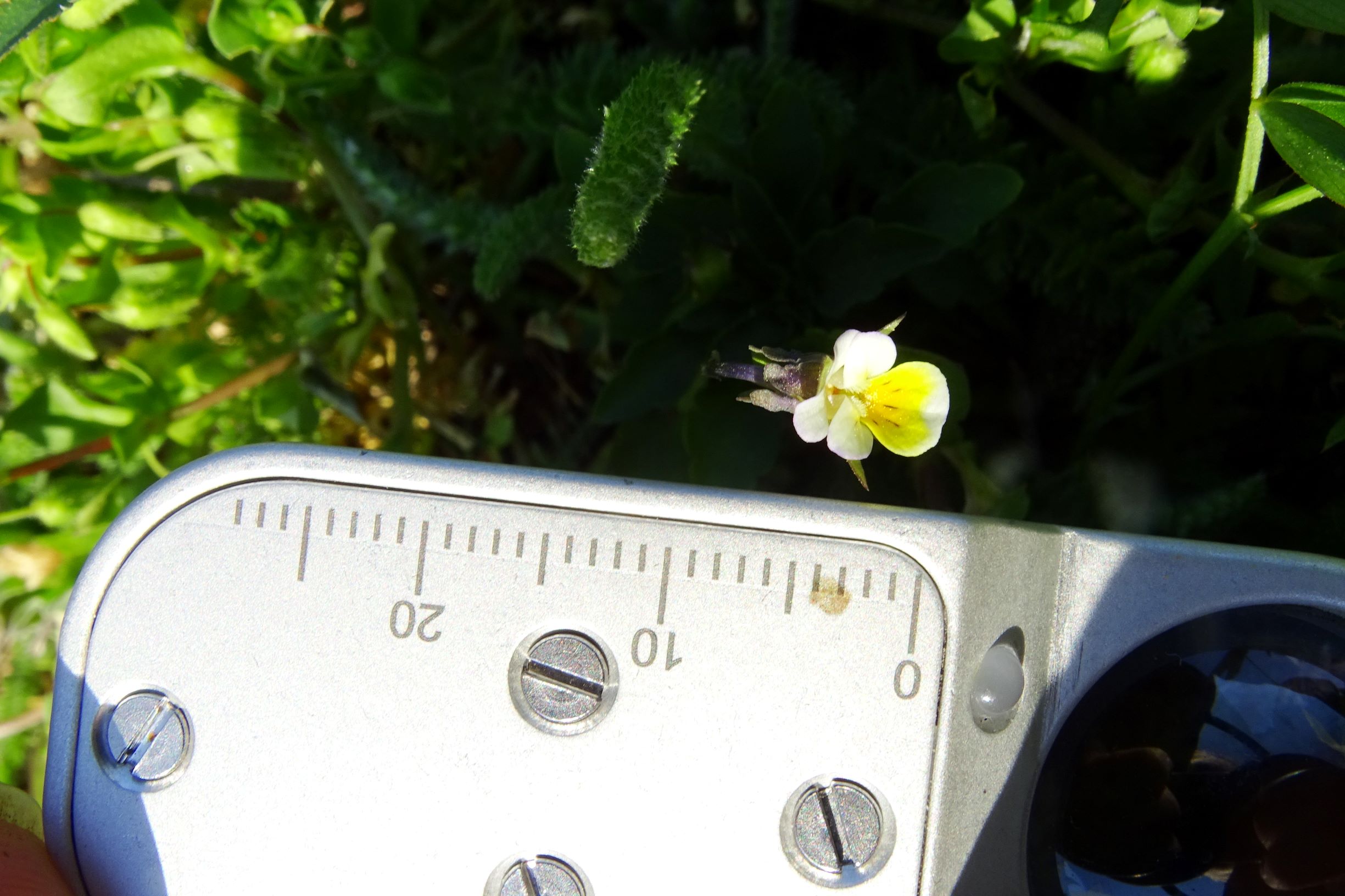DSC07235 viola kitaibeliana weiga.JPG