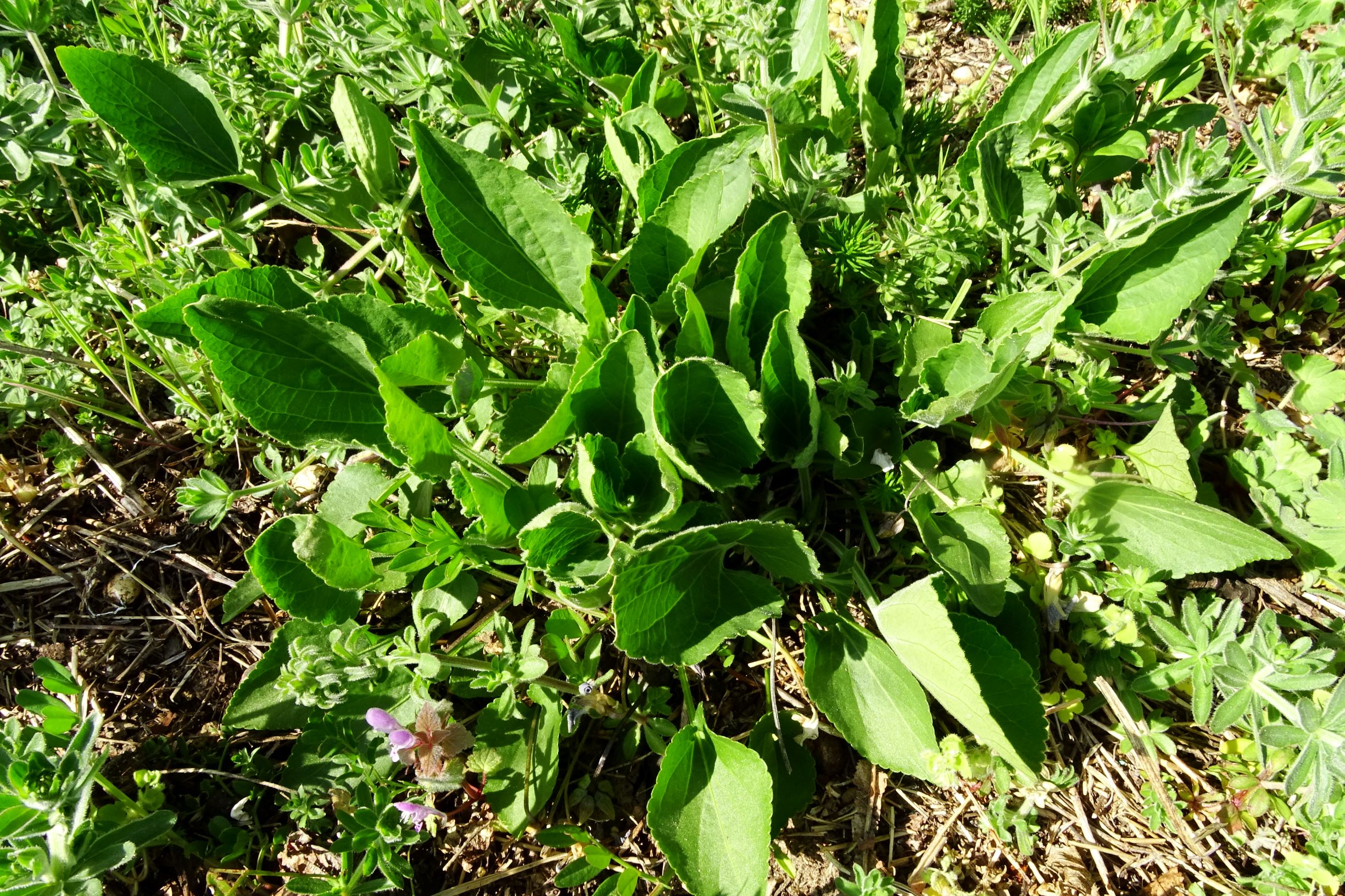 DSC07212 viola ambigua x viola suavis.JPG