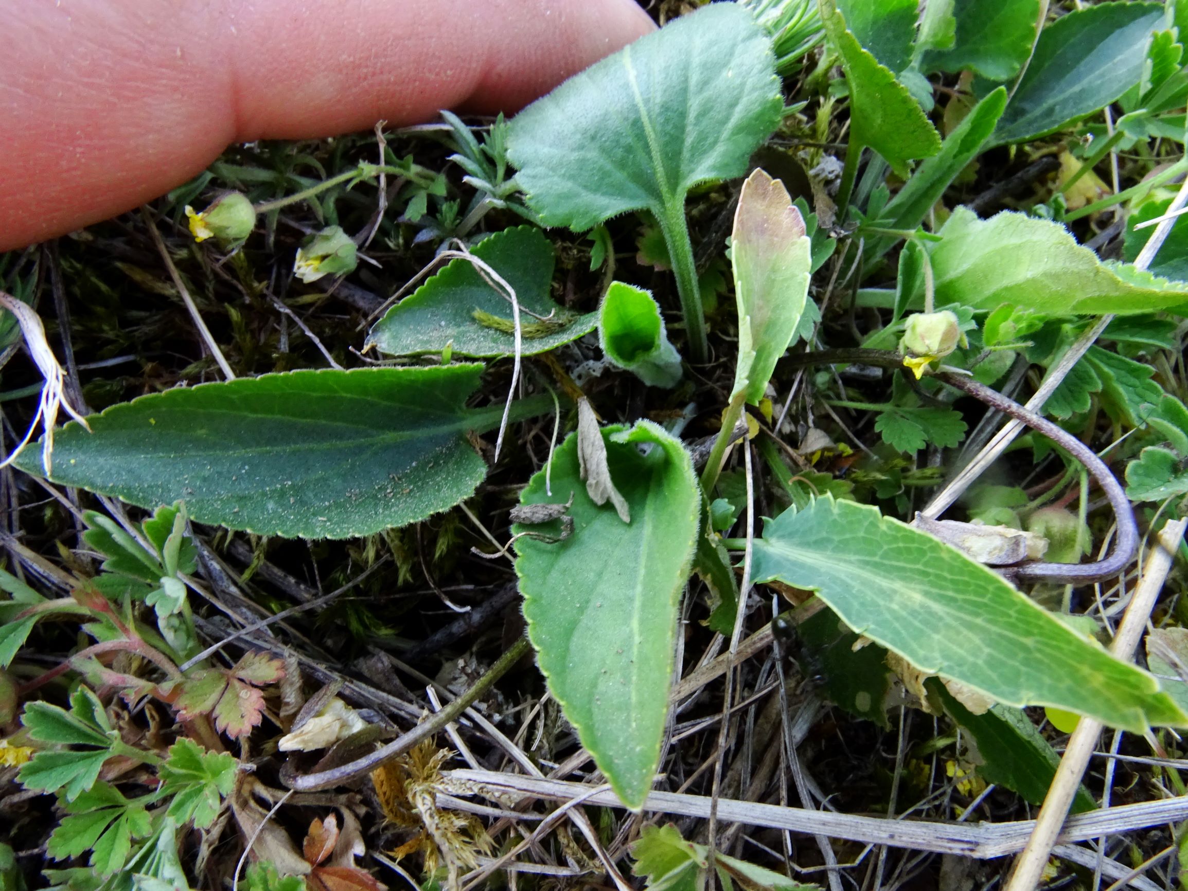 DSC07333 viola ambigua.JPG