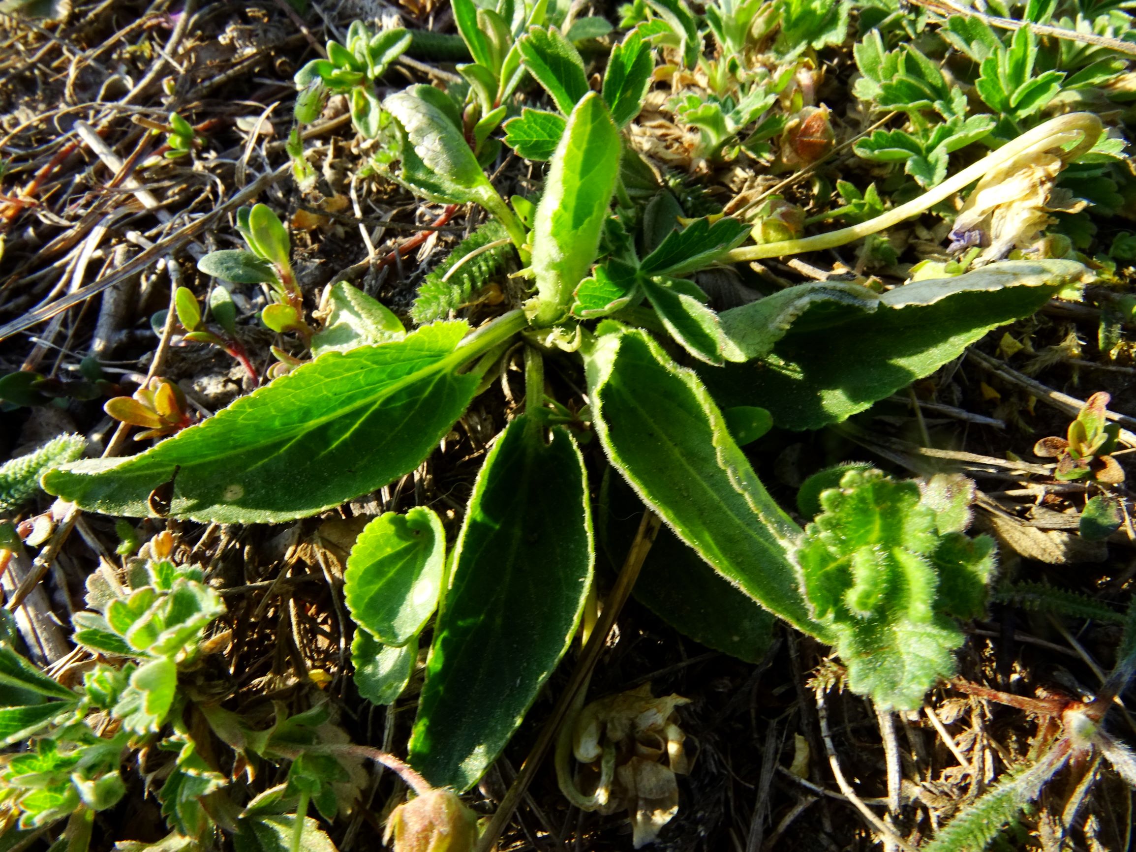 DSC07349 viola ambigua.JPG