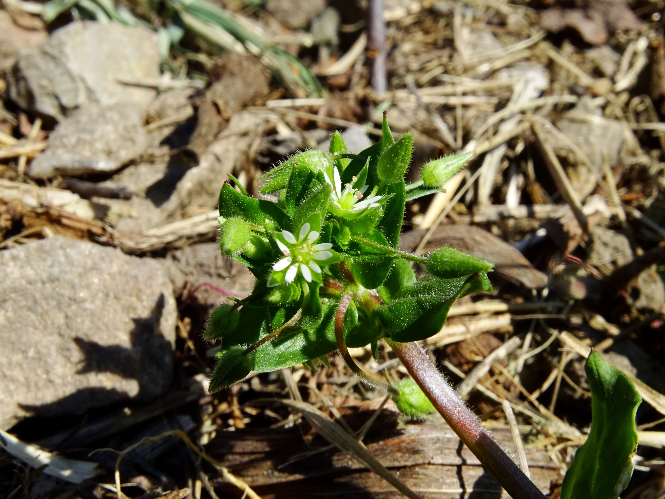 DSC07128 stellaria ruderalis hintaus.JPG