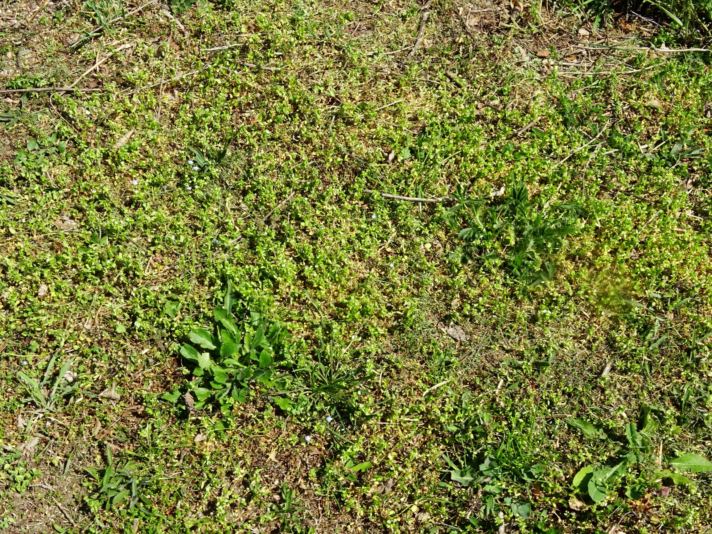 DSC07129 stellaria ruderalis + stellaria pallida hintaus.JPG