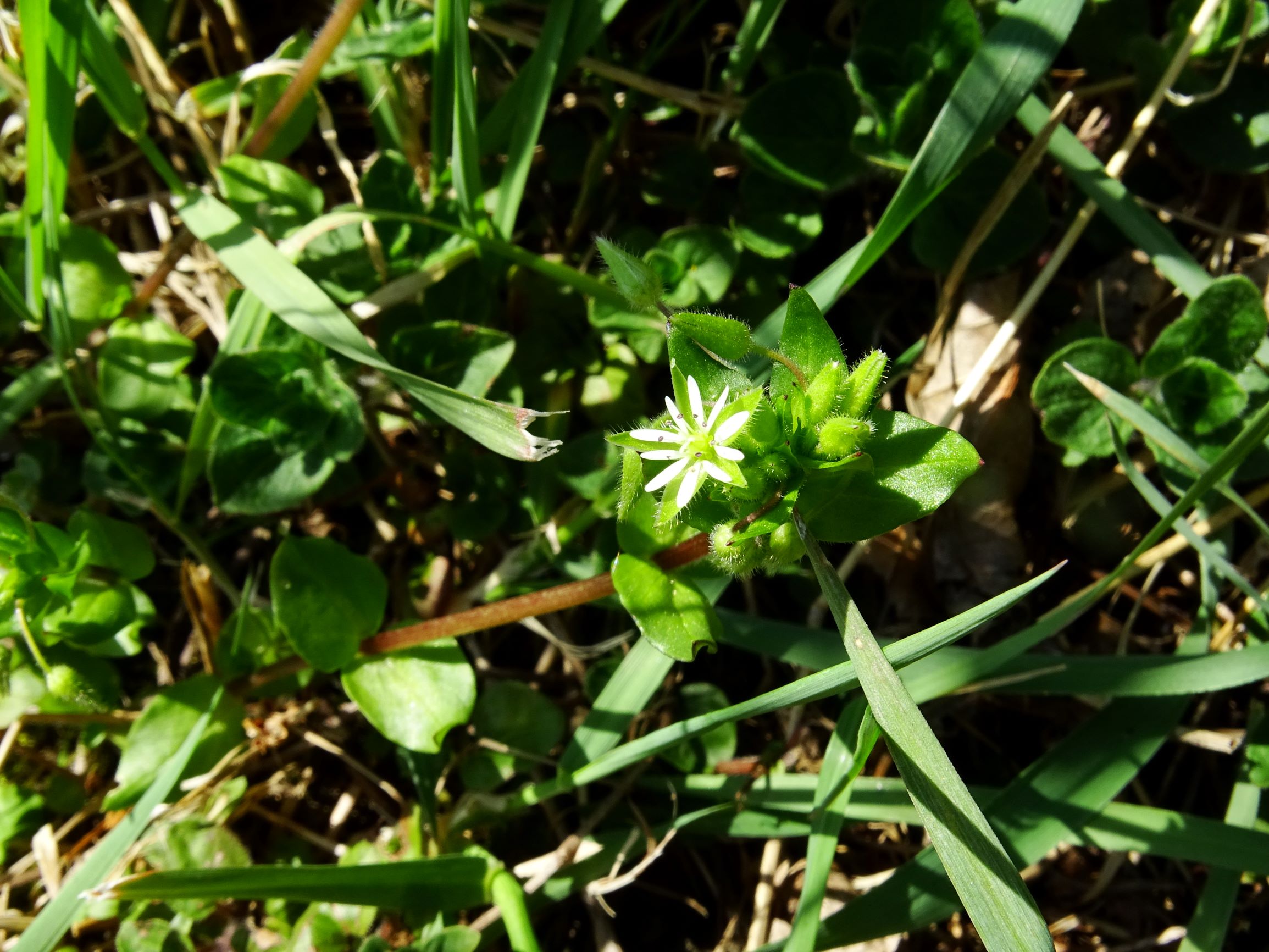 DSC07132 stellaria ruderalis hintaus.JPG