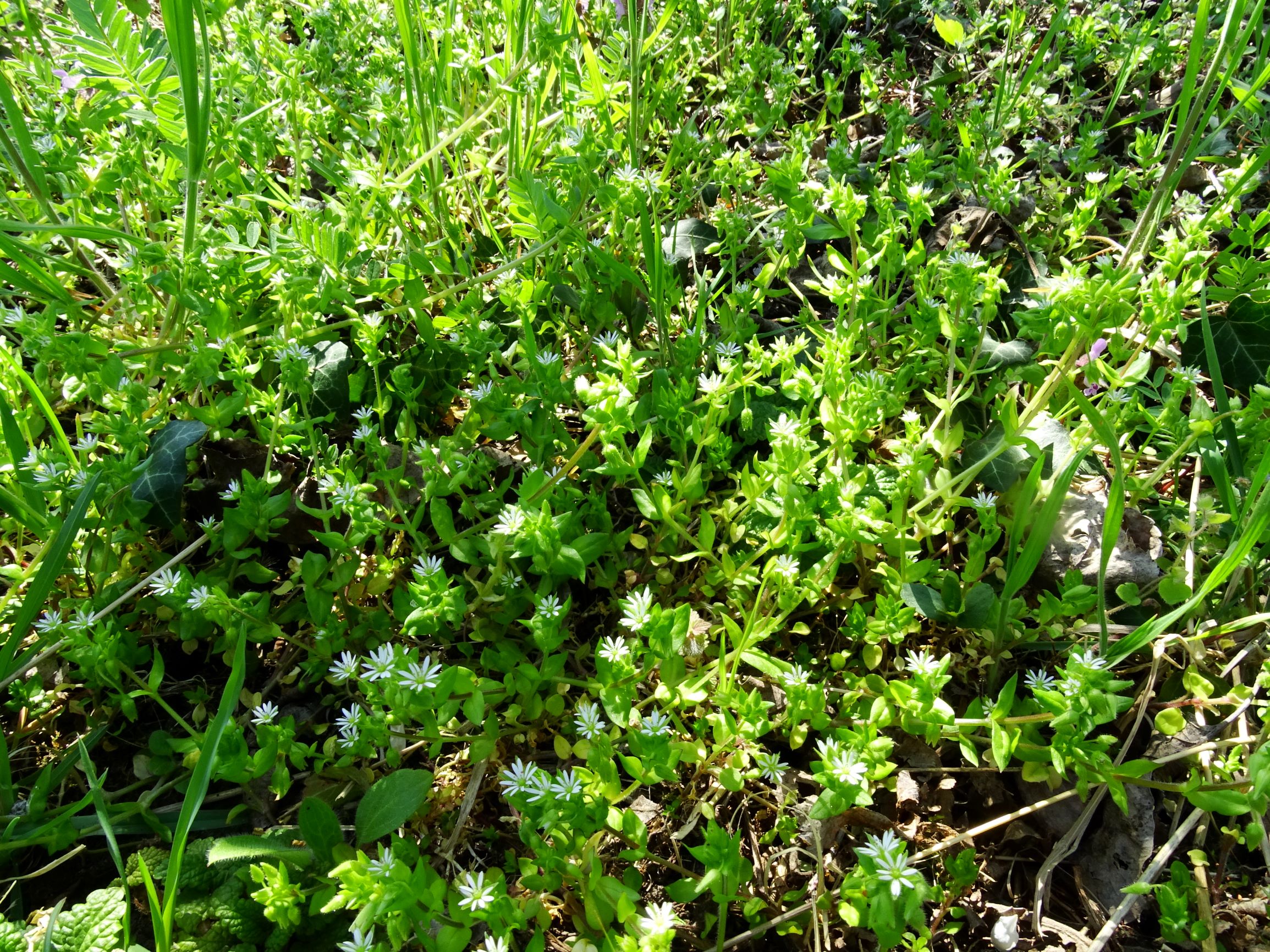 DSC07134 stellaria ruderalis hintaus.JPG