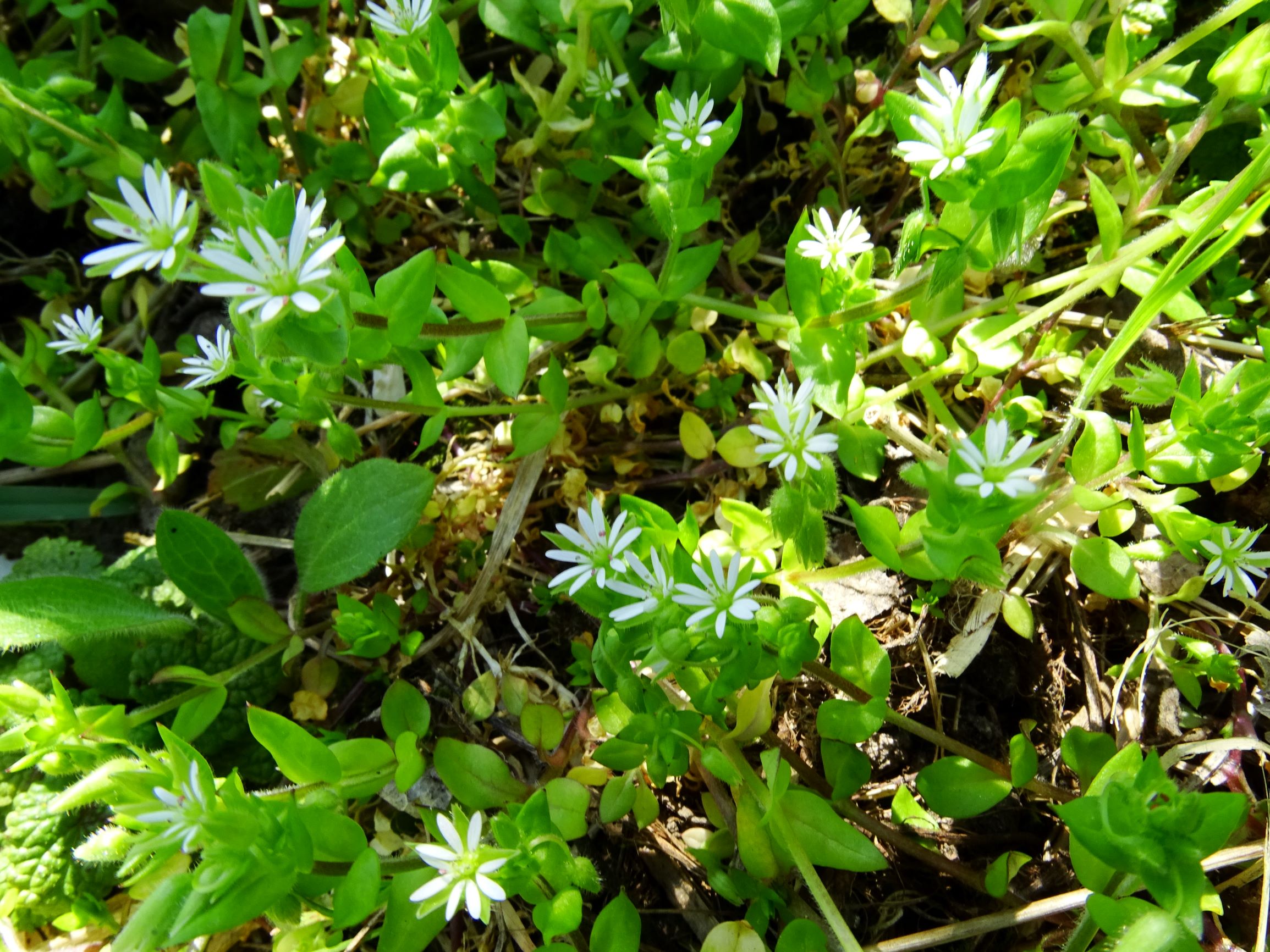 DSC07138 stellaria ruderalis hintaus.JPG