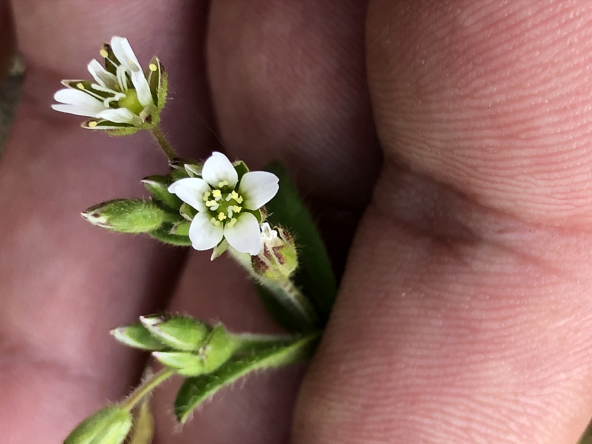 fraglich_cerastium1.jpeg