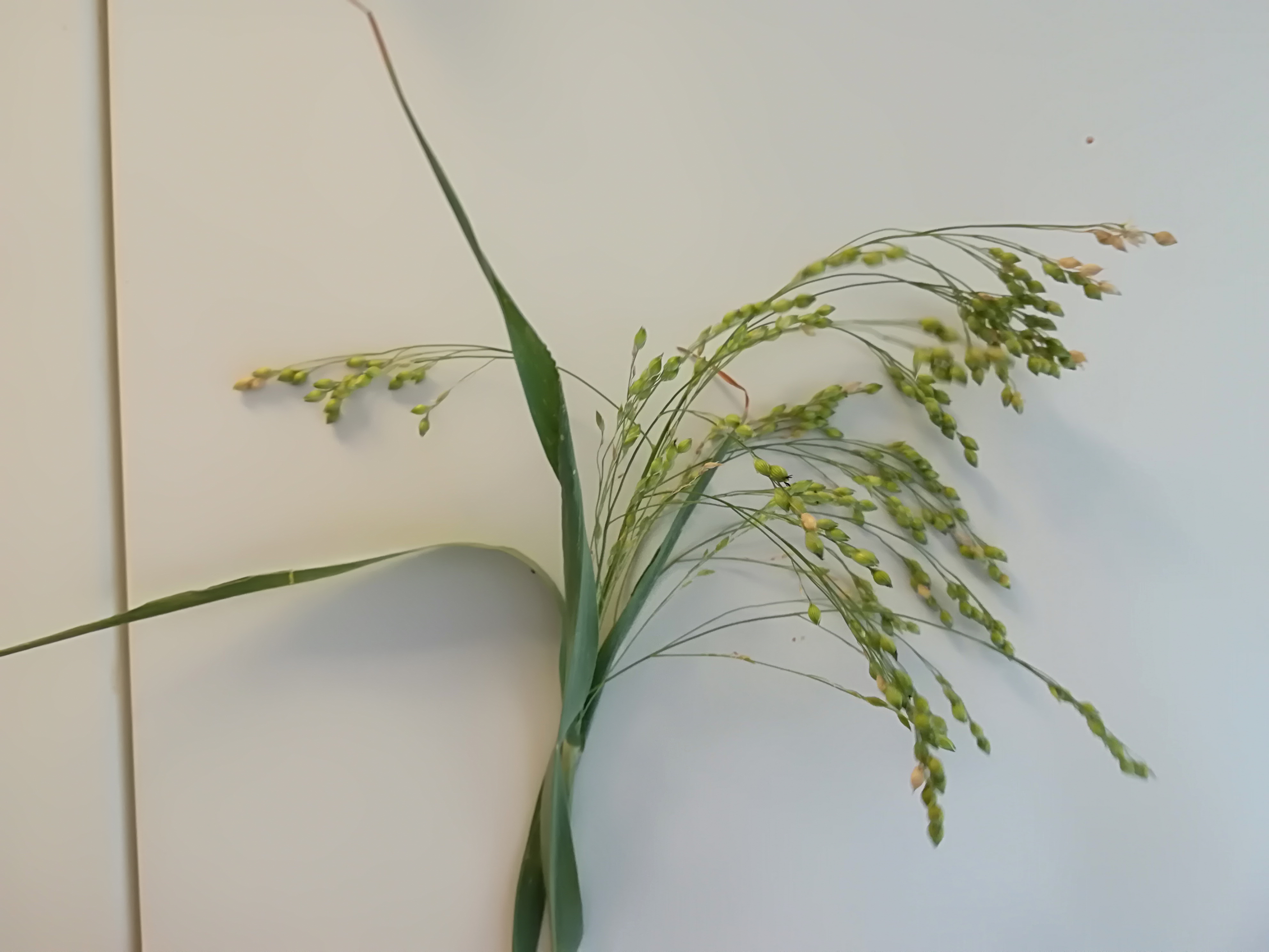 panicum capillare cf. subsp. miliaceum var. effusum_20170708_122707.jpg