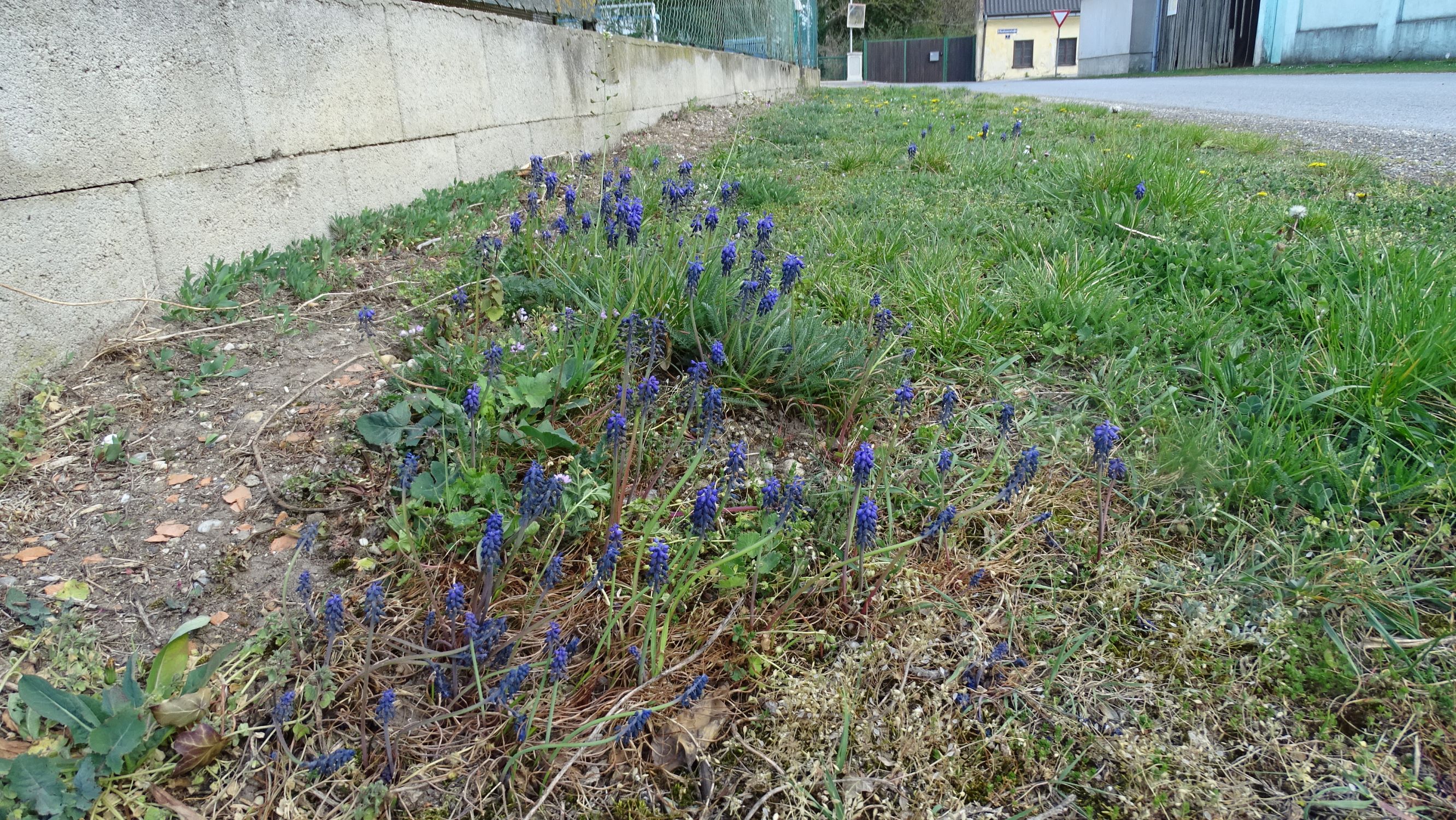 DSC07441 prellenkirchen muscari neglectum.JPG