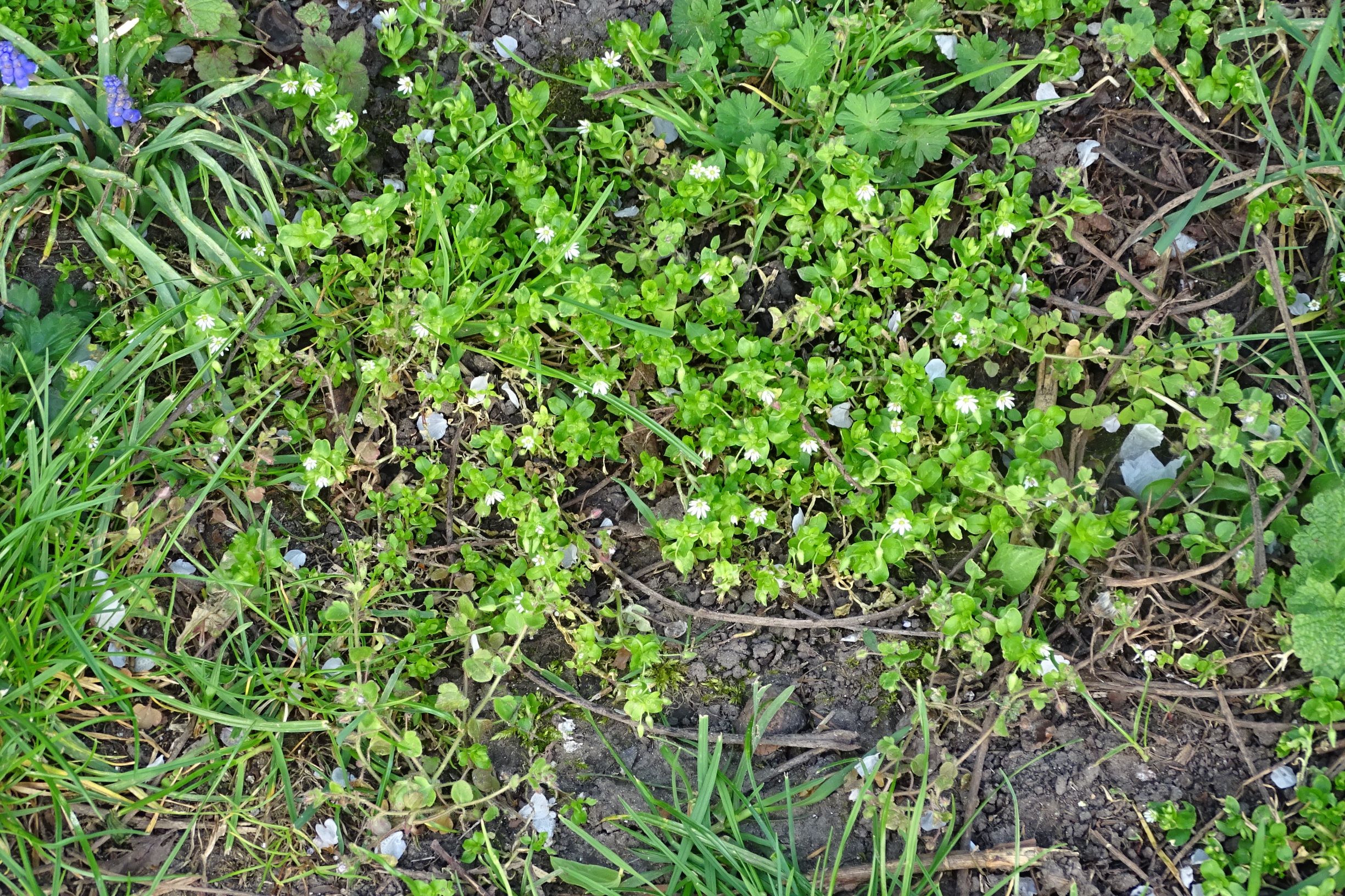 DSC07449 stellaria ruderalis, muscari armeniacum.JPG