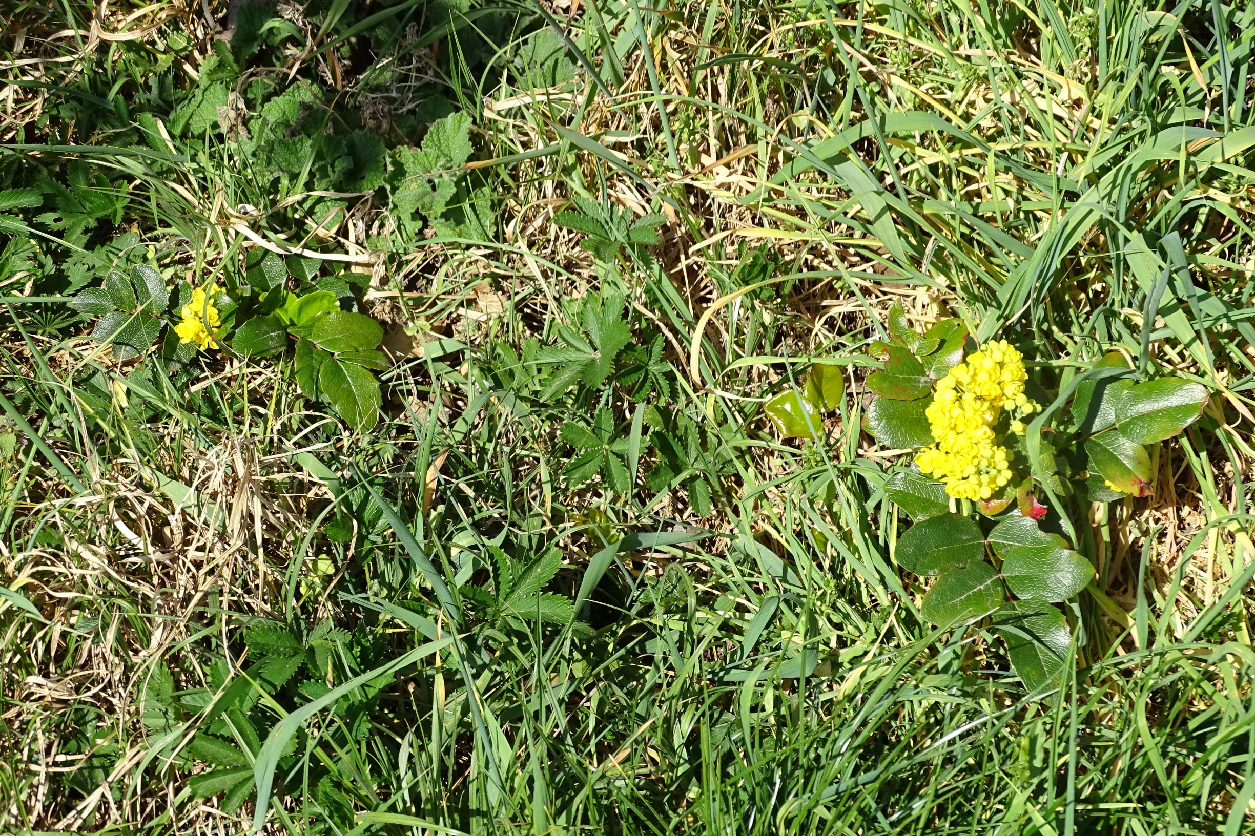 DSC07453 prellenkirchen mahonia aquifolium, potentilla reptans.JPG