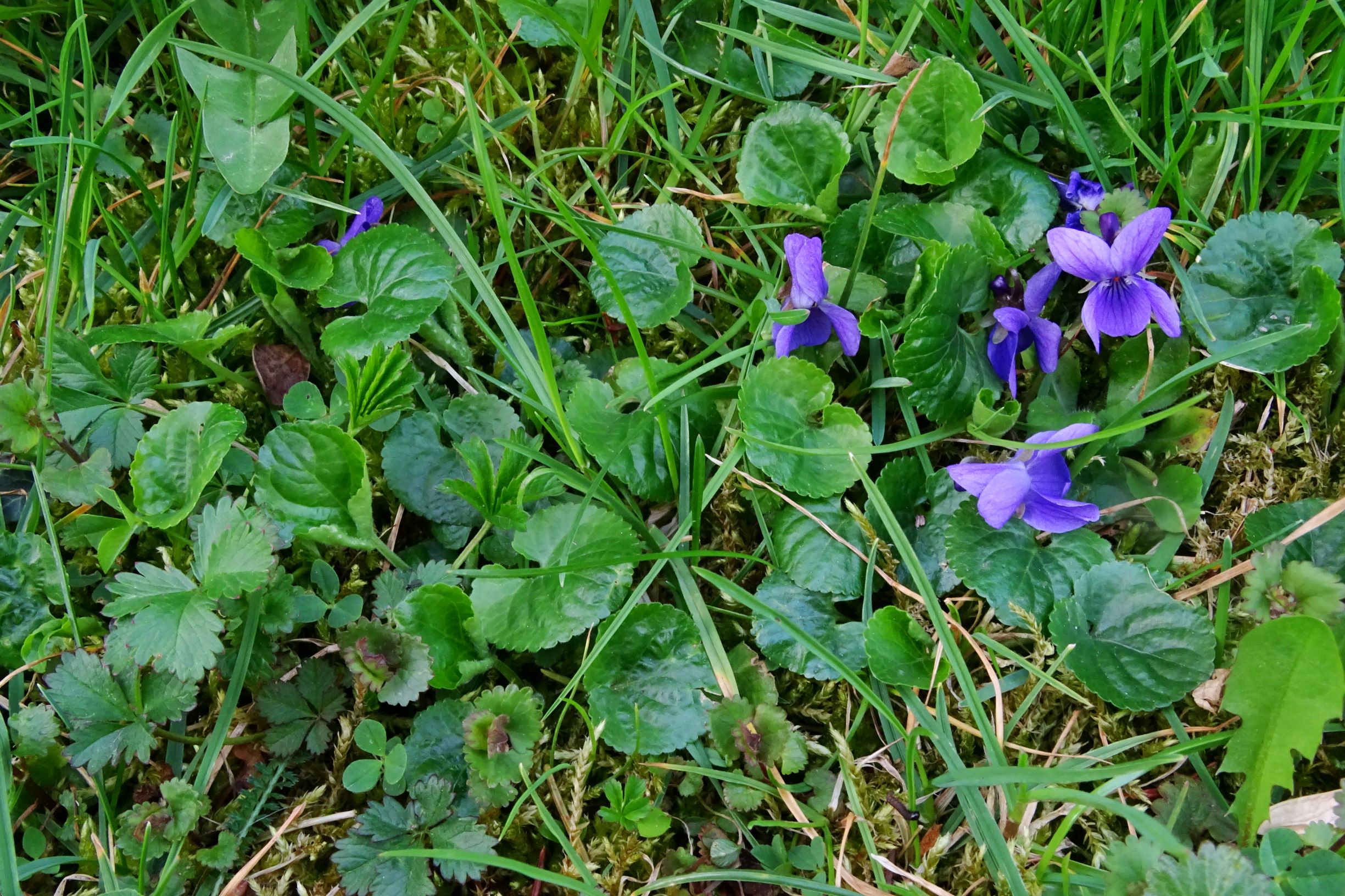 DSC07467 prellenkirchen viola odorata.JPG