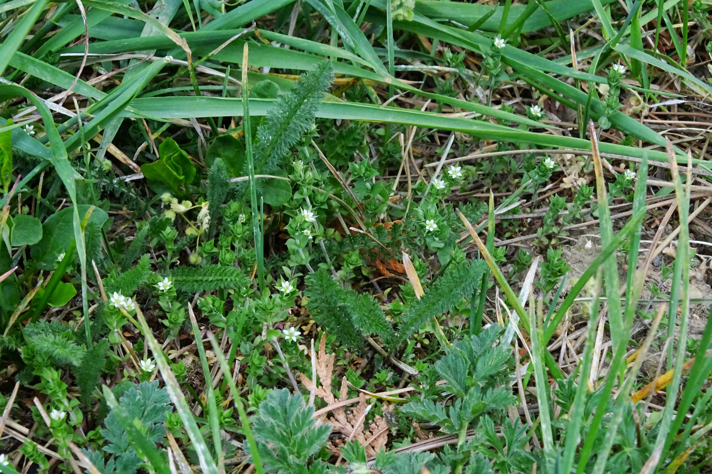 DSC07485  prellenkirchen arenaria serpyllifolia i.w.s..JPG