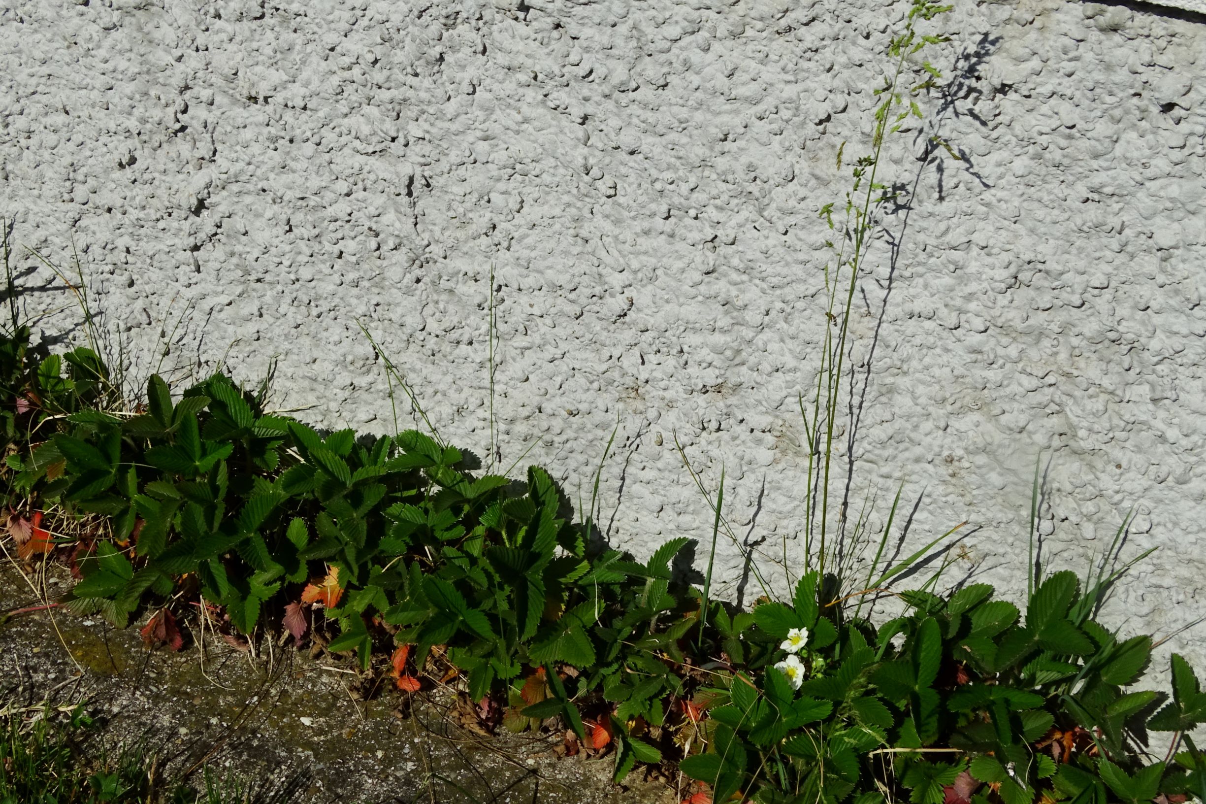 DSC07492 prellenkirchen fragaria viridis, poa angustifolia.JPG