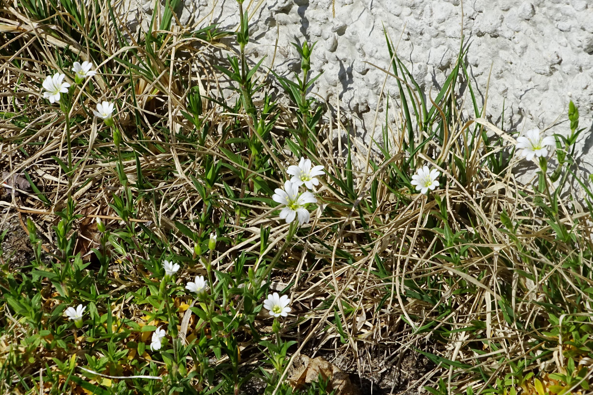 DSC07494 prellenkirchen cerastium arvense arvense.JPG