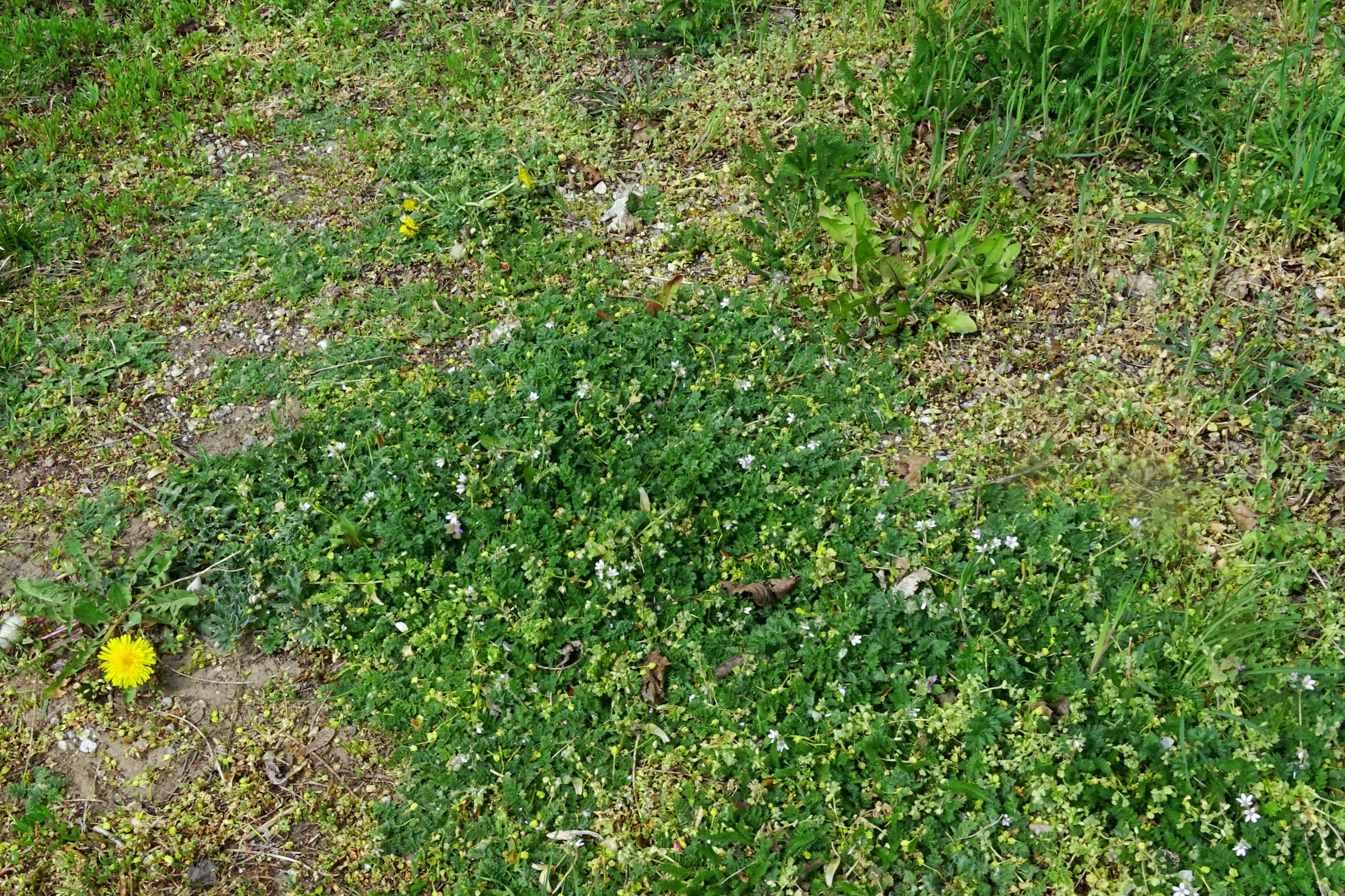 DSC07501 prellenkirchen erodium cicutarium weiß.JPG