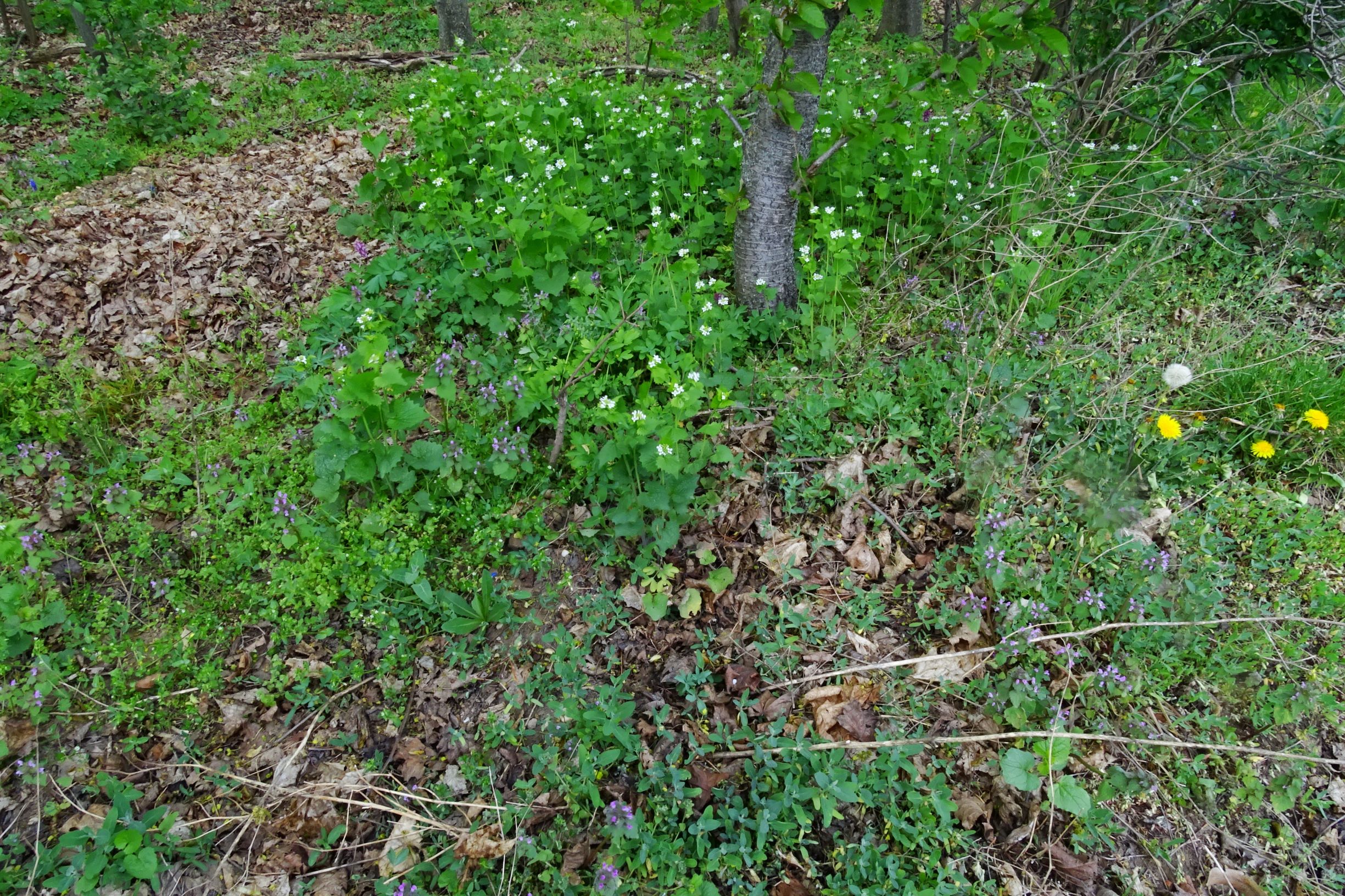 DSC07506 prellenkirchen corydalis cava, alliaria petiolata, stellaria ruderalis.JPG