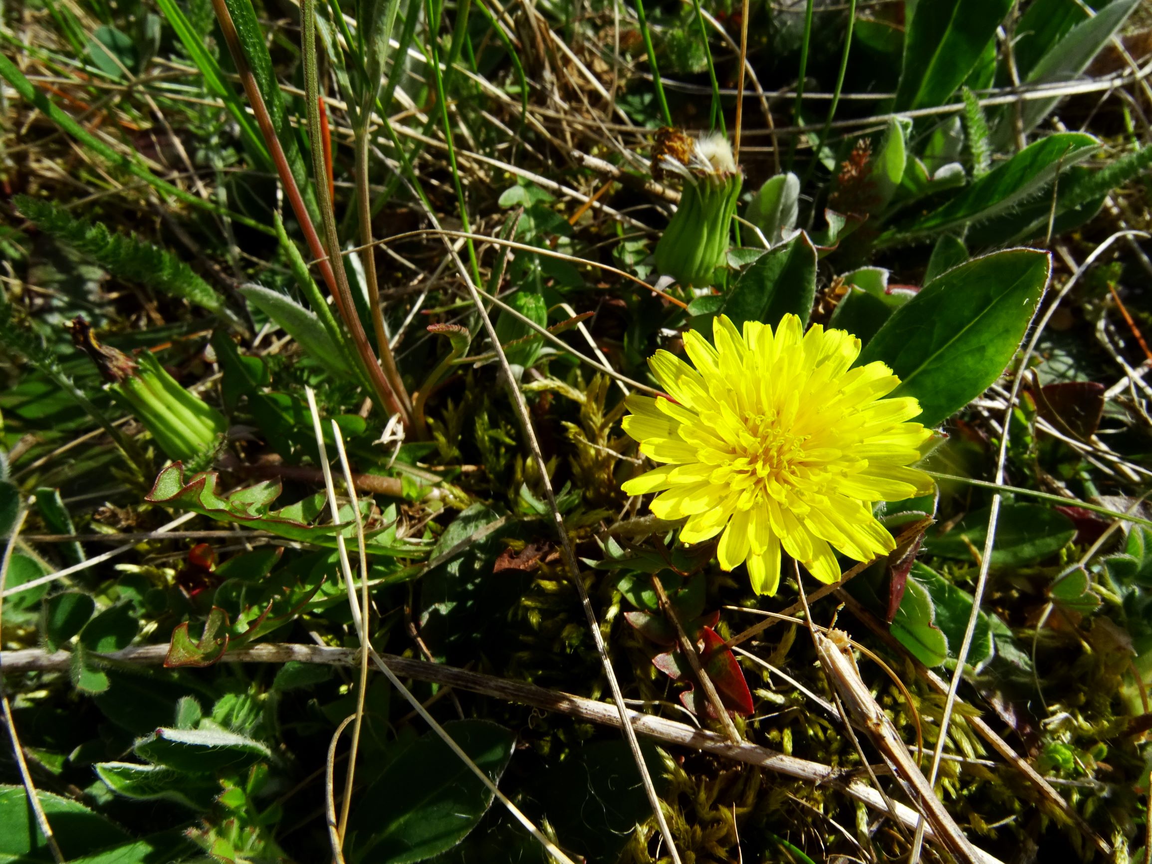 DSC07534 prellenkirchen taraxacum Erythrosperma.JPG